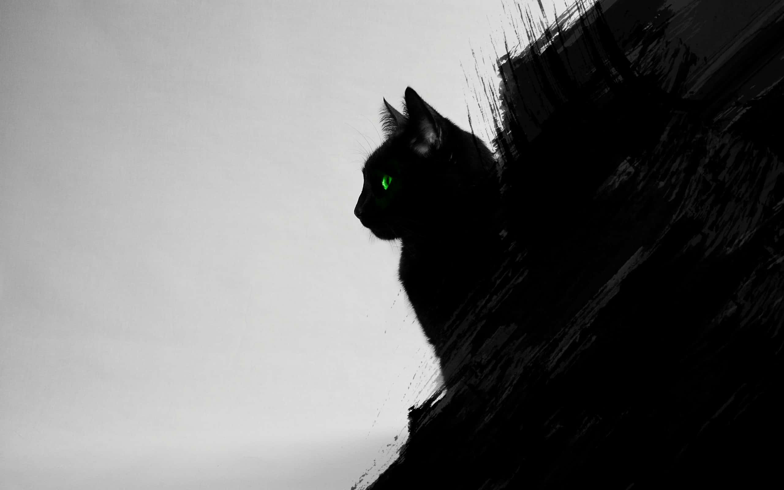 Ontspanne Swart Kat in die Son Muurpapier