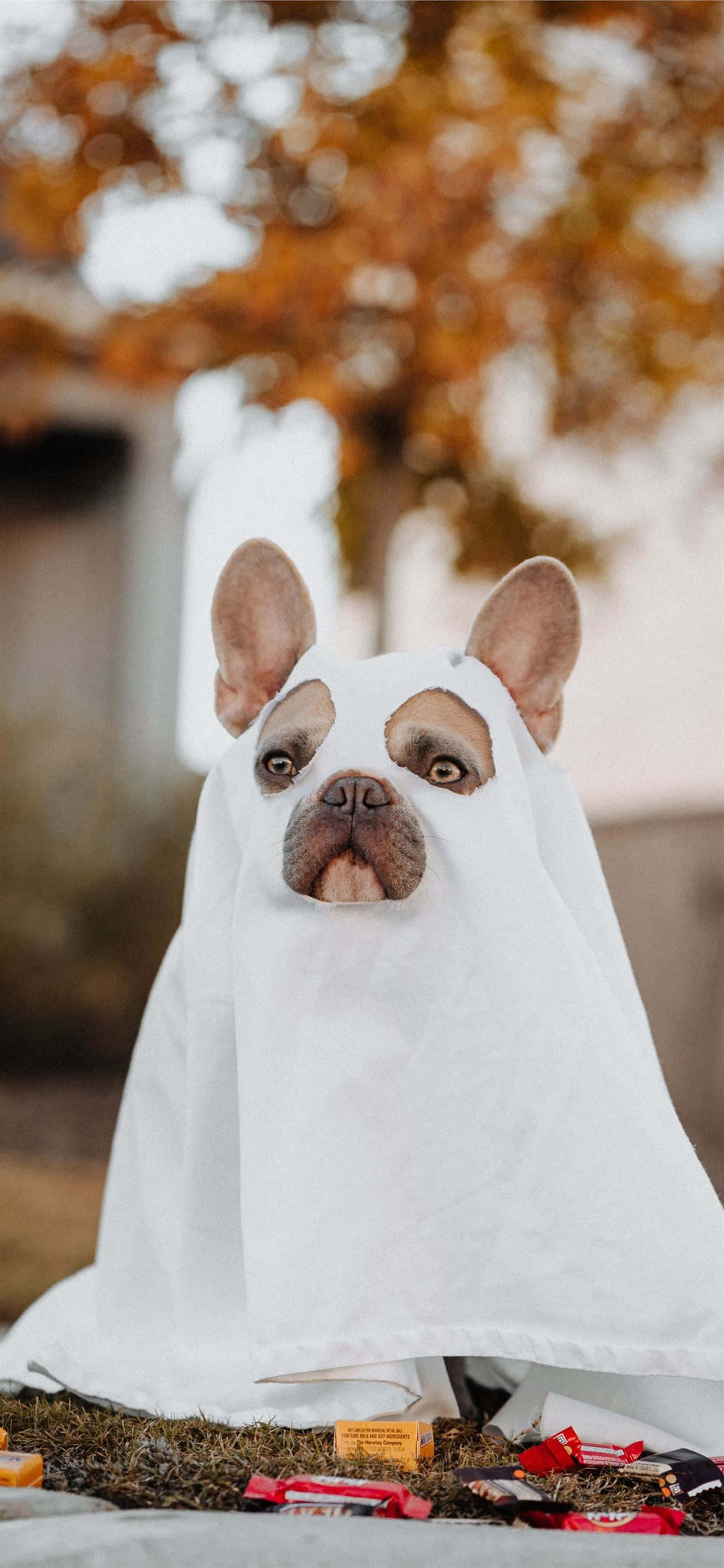 Onversadigbare nuuskierige Franse bulhond kyk met toegeneentheid Muurpapier
