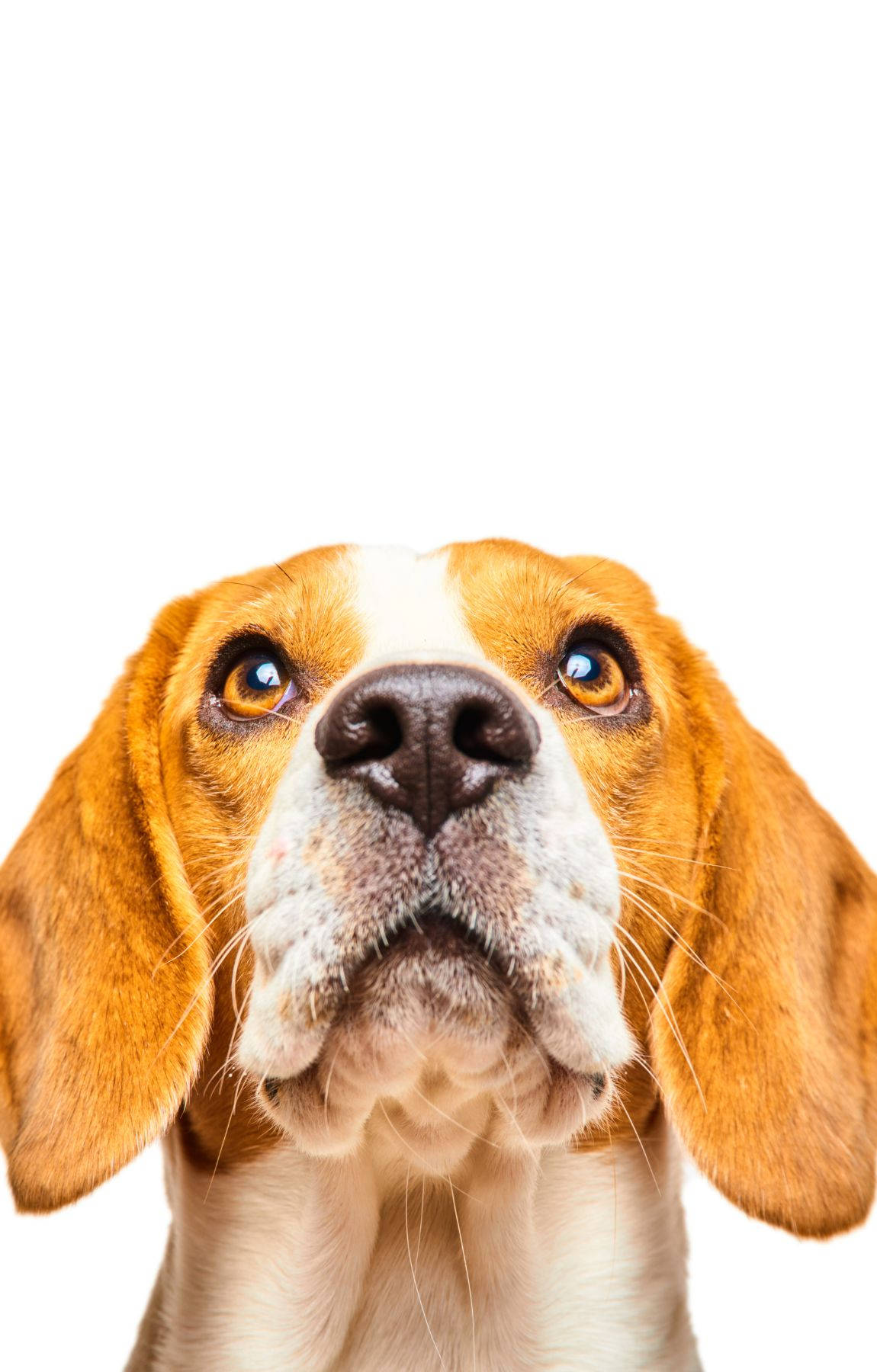 Opkyk Beagle Hond Kopskoot Muurpapier