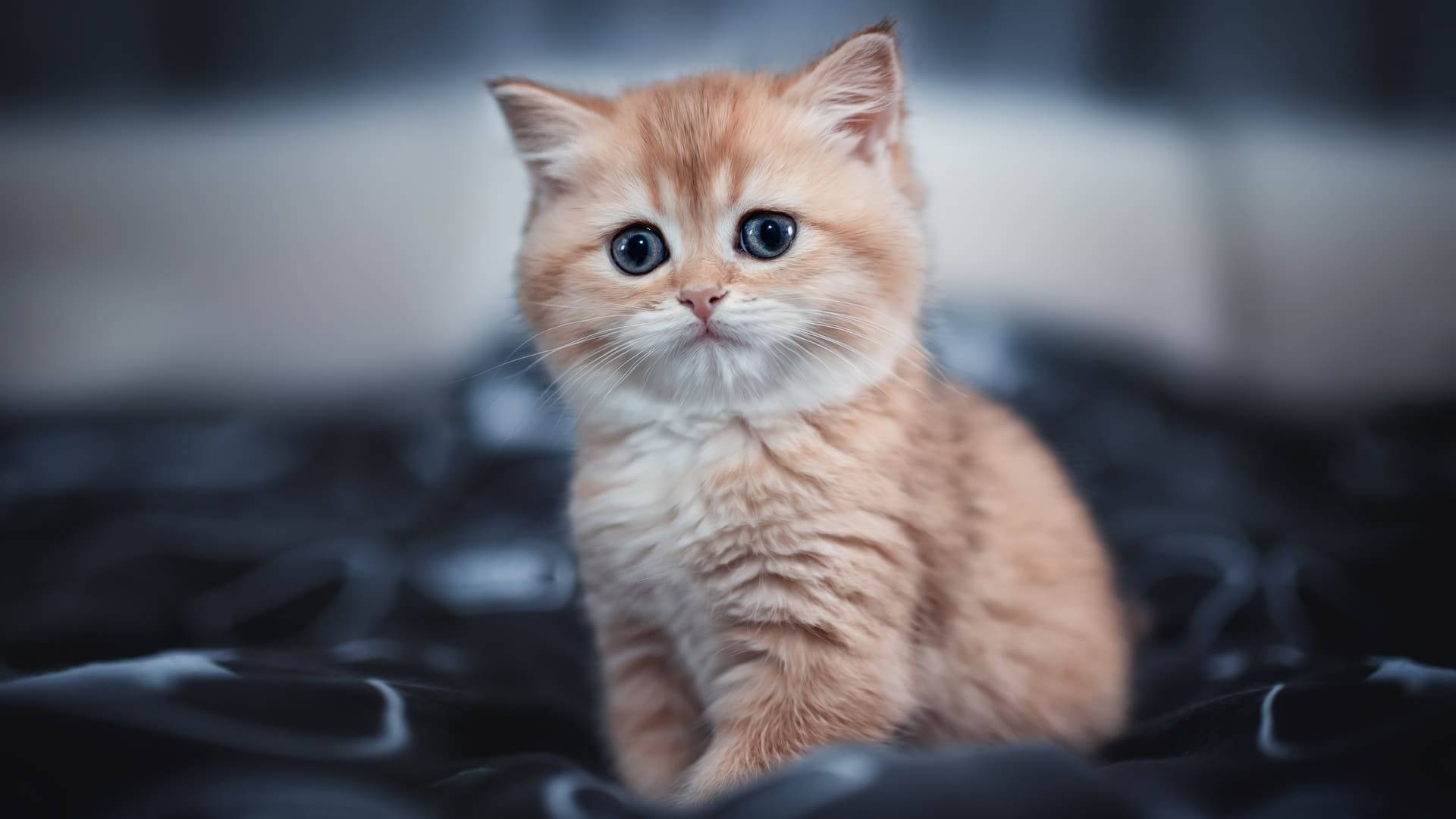 Oranje estetiese kat met blou oë Muurpapier
