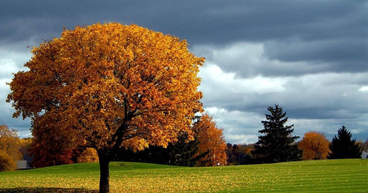 Oranje Herfsboom Vol Rekenaarskerm HD Muurpapier