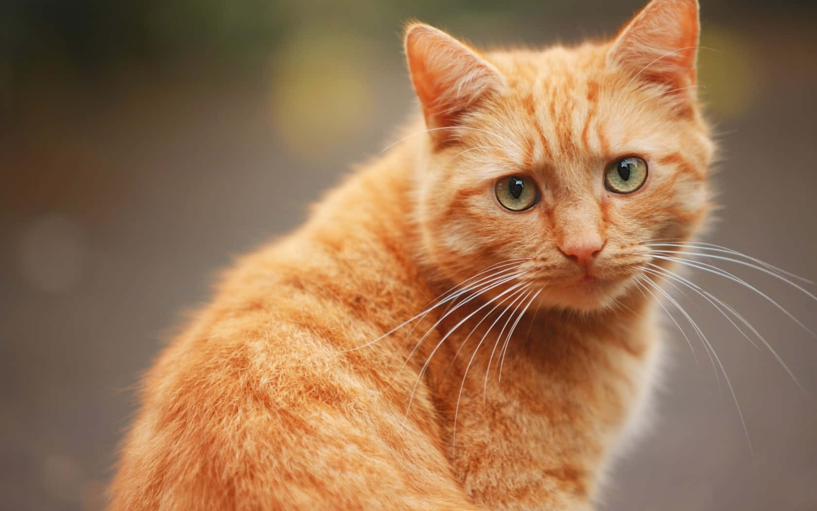 Oranje Kat Draai Om Prent Muurpapier