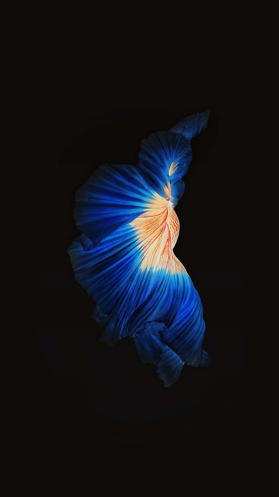 Oranje Lyf Siamese Fighting Fish iPhone 7 Plus Live Muurpapier