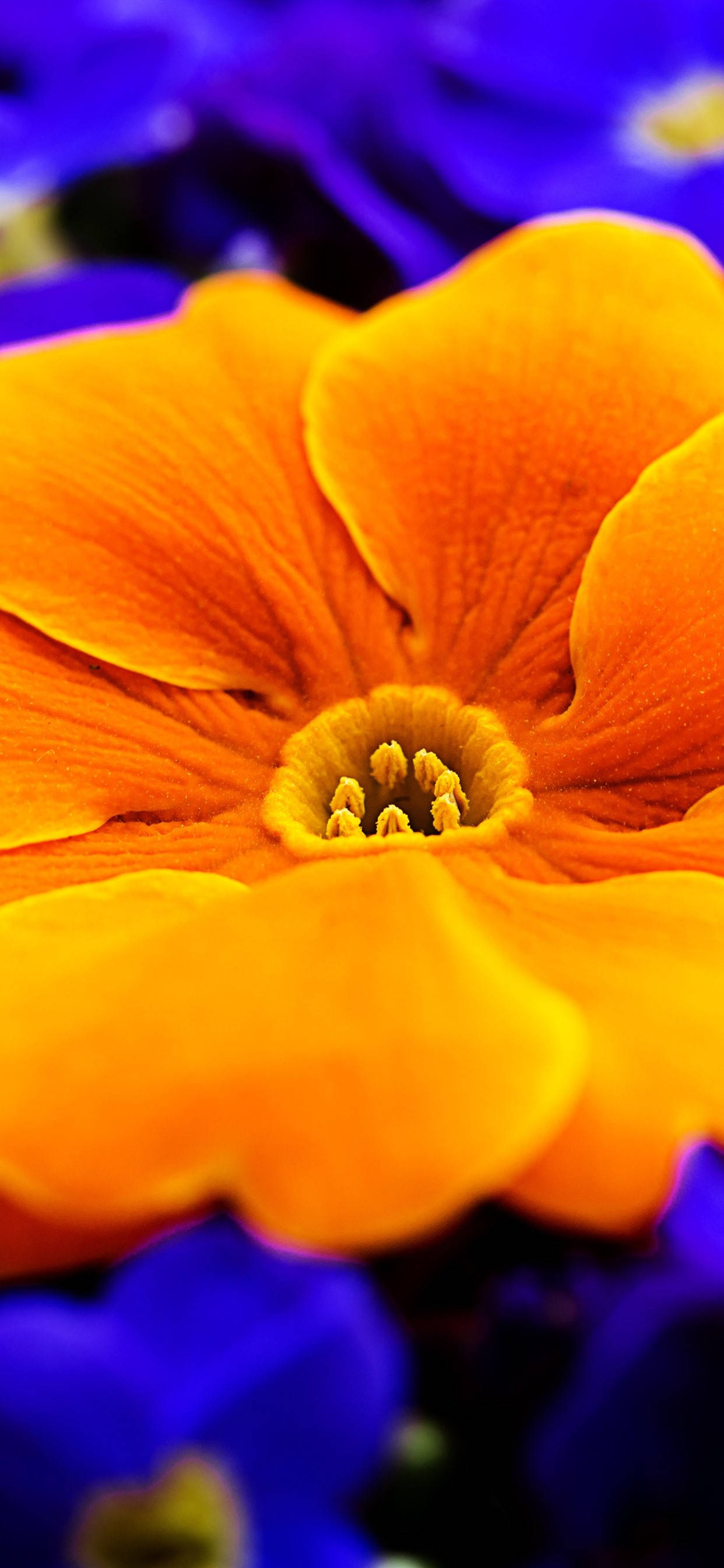 Oranje Primrose Blom Muurpapier