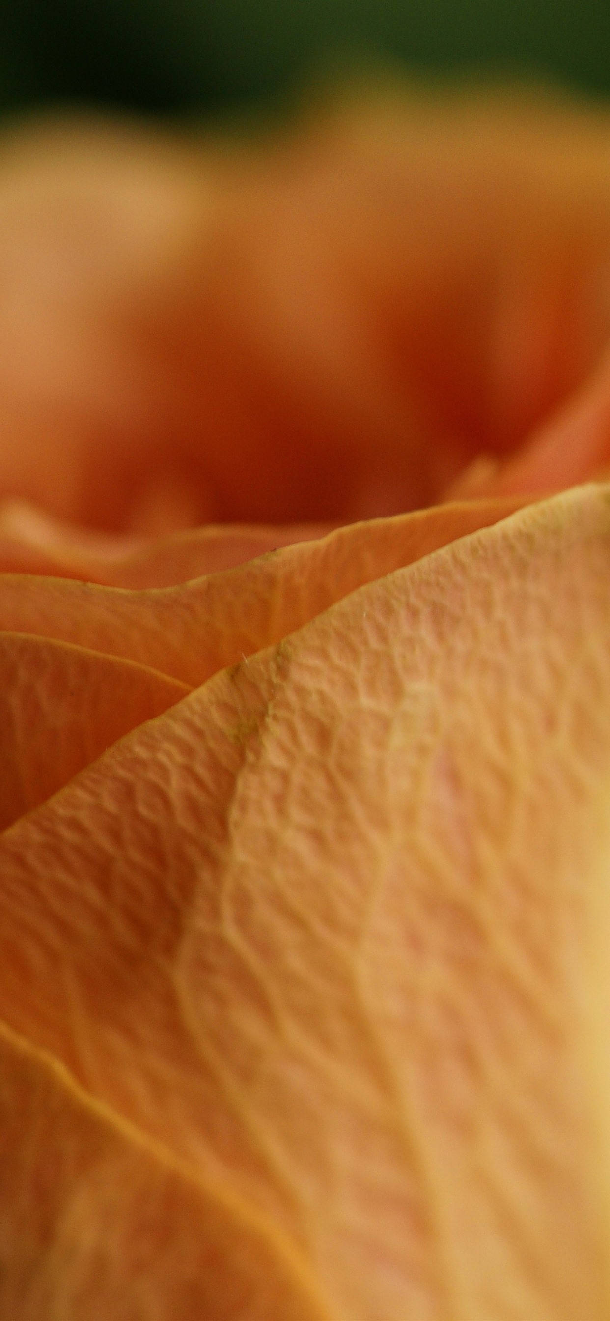 Oranje Roosblaar Makro Muurpapier
