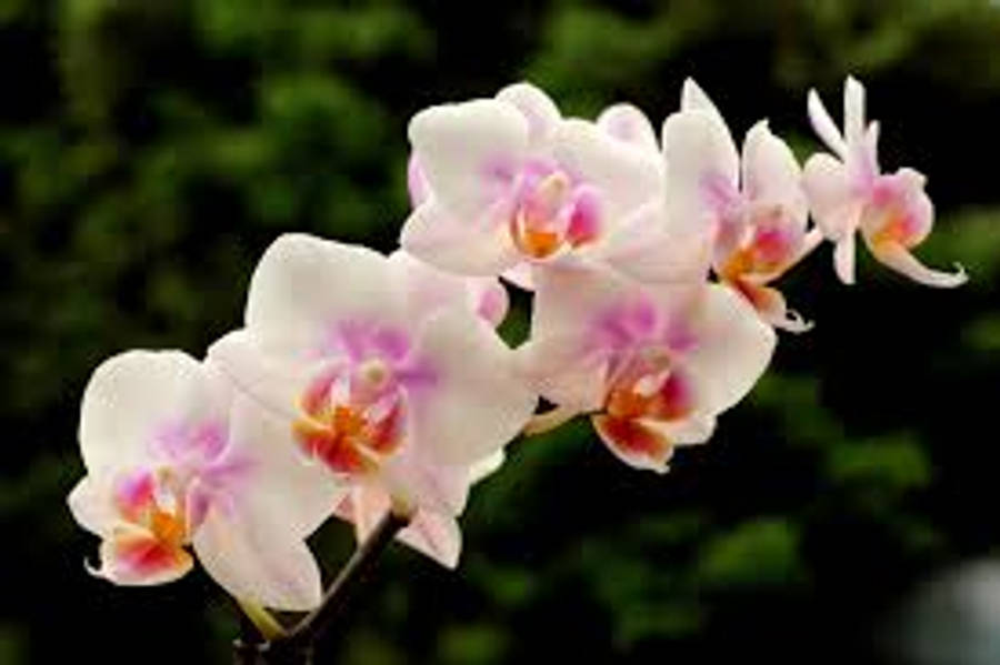 Orchid Espoa Variëteit Muurpapier