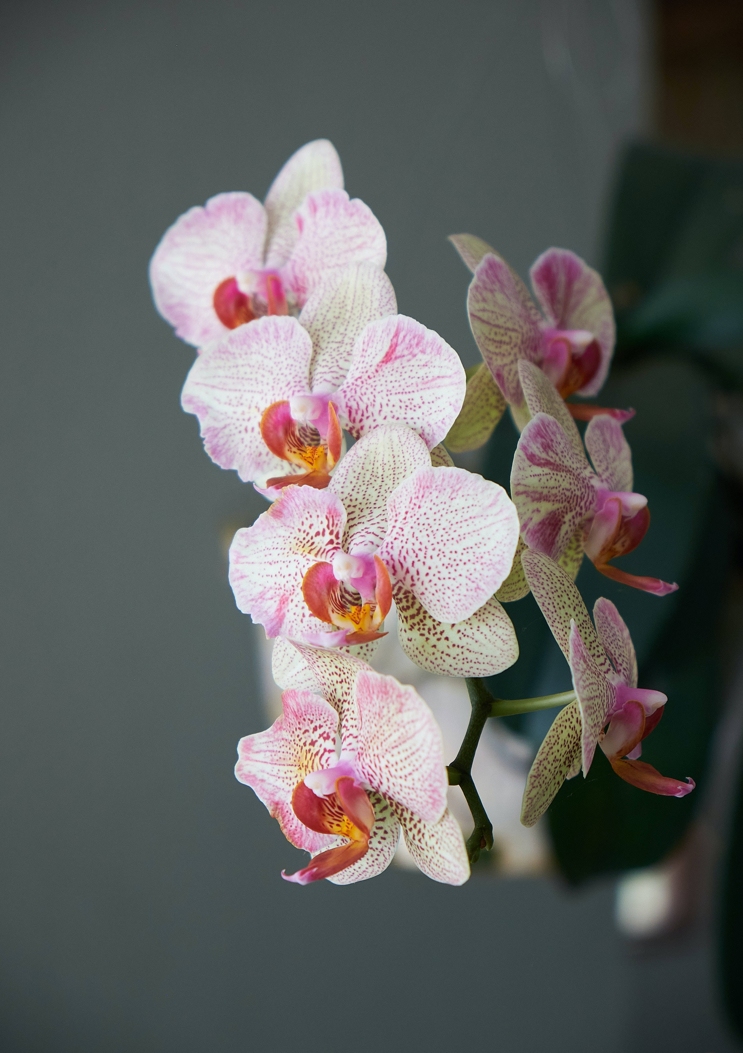 Orchidee Plant Estetika Muurpapier
