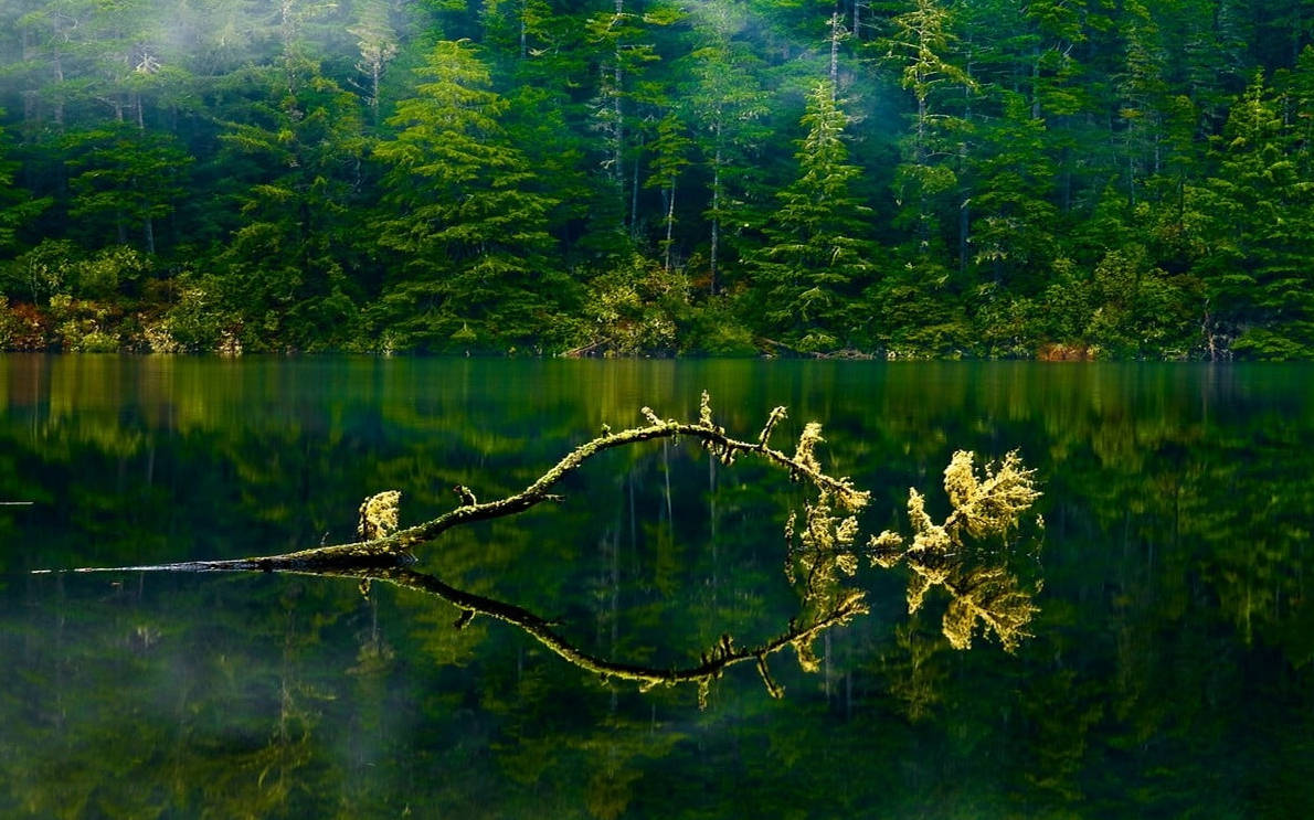 Oregon Groen Meer Woud Muurpapier