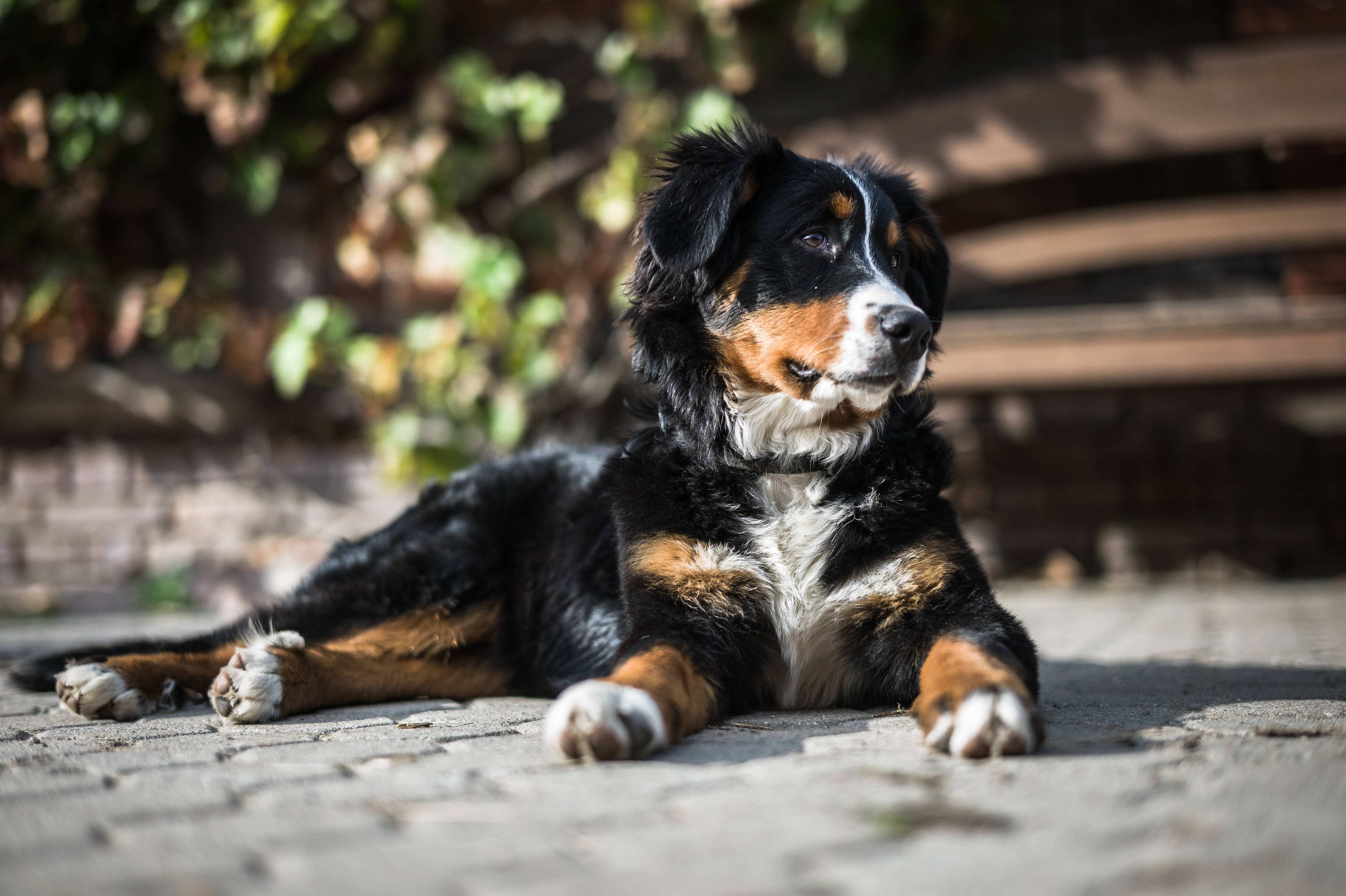Oulike Berner Hond Onder Die Son Muurpapier