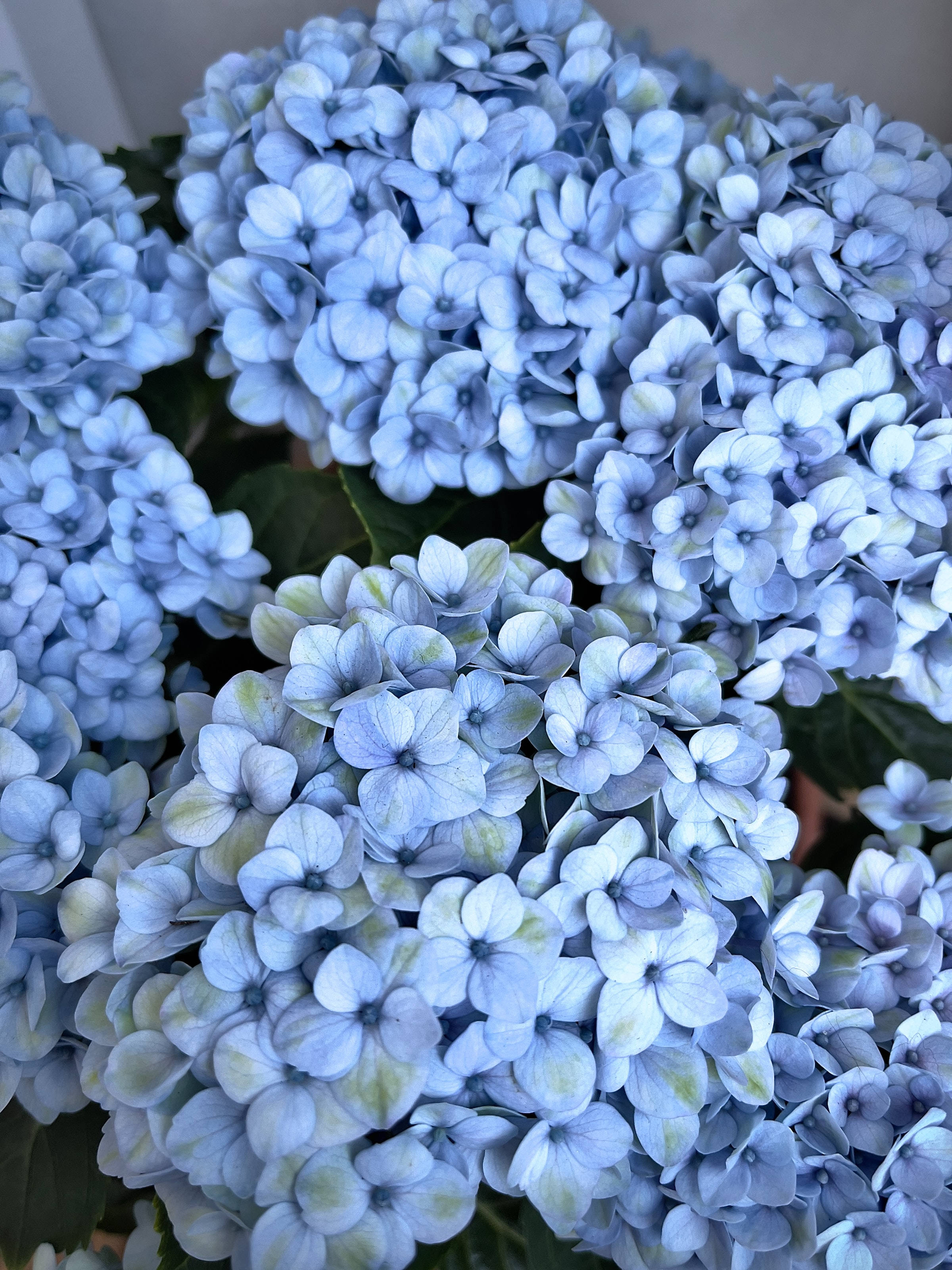 Oulike Blou Estetiese Hortensia Blomme Muurpapier