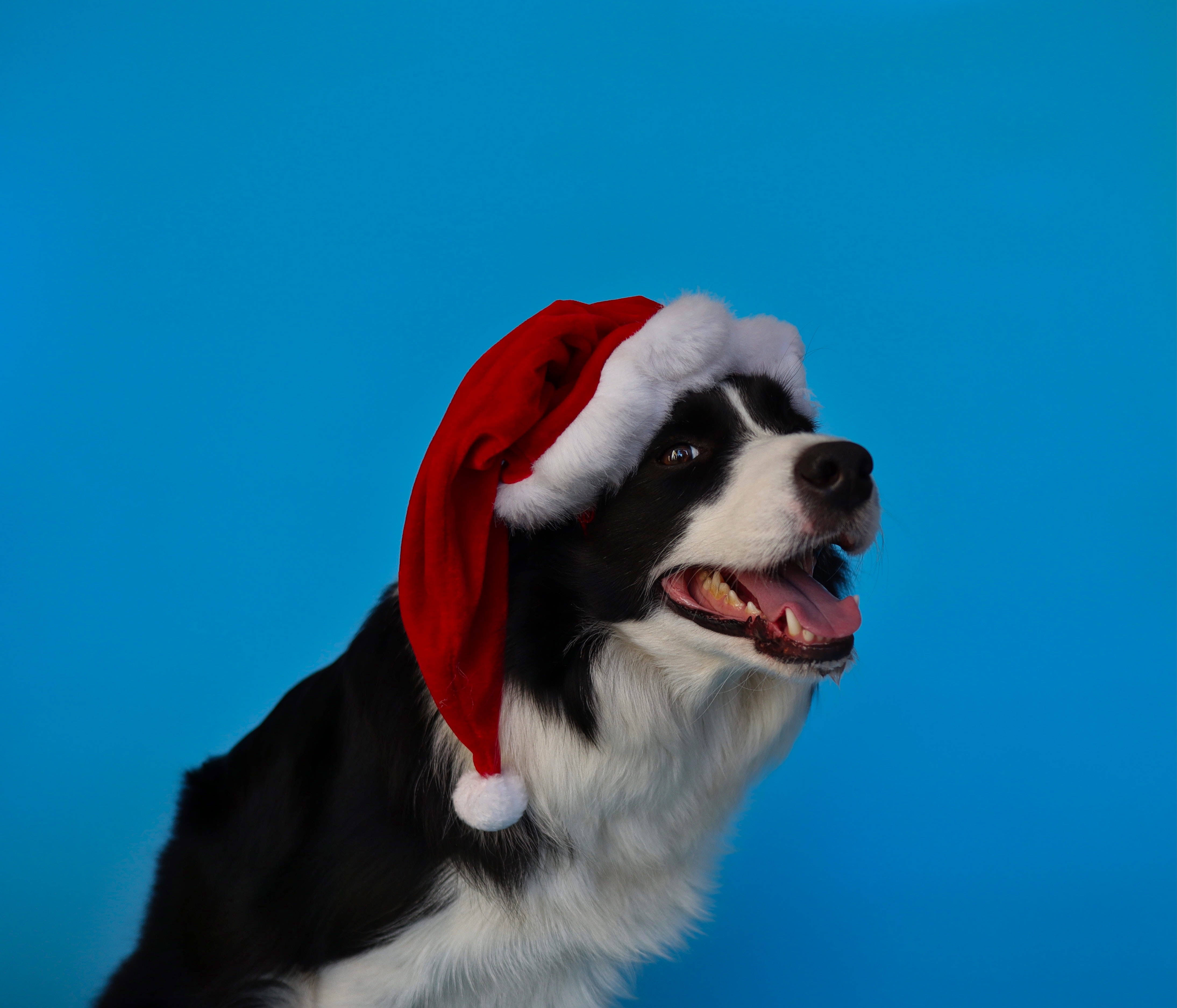 Oulike Blou Hond Kersfeeshoed Muurpapier