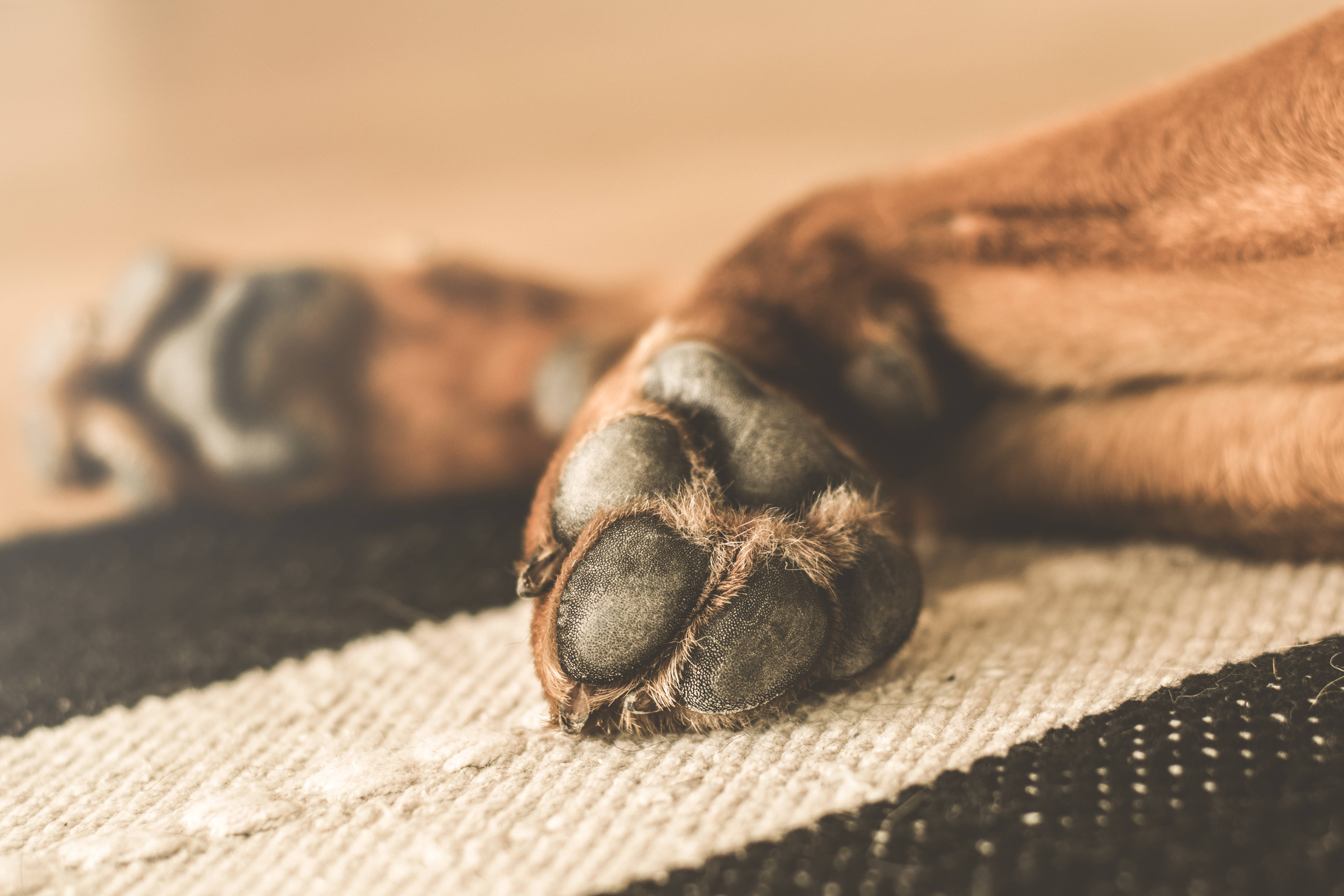 Oulike Bruin Hond Lê Op Sy Rug en Geniet Sy Dag Muurpapier
