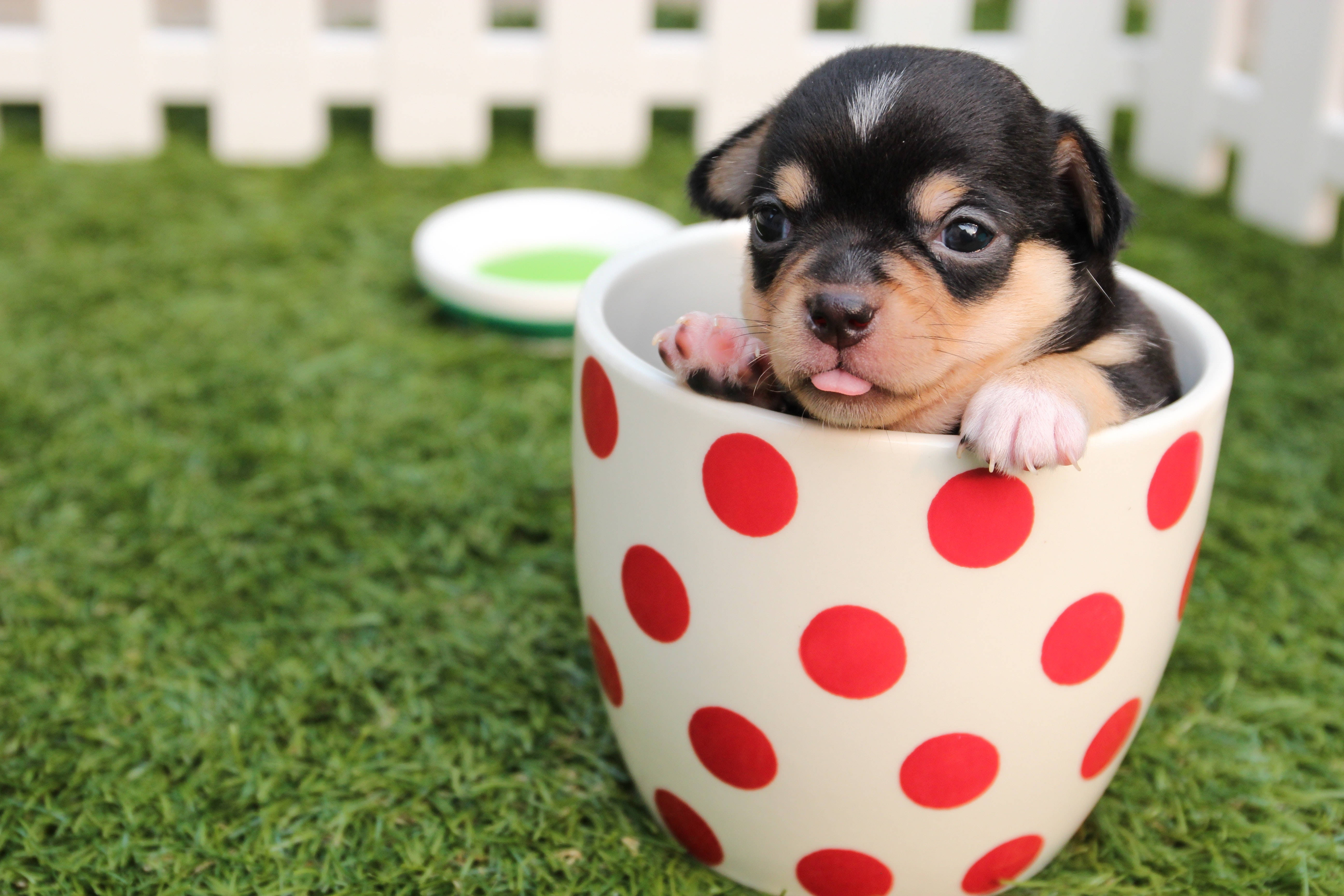 Oulike Chihuahua Hondjie In 'n Koppie Muurpapier