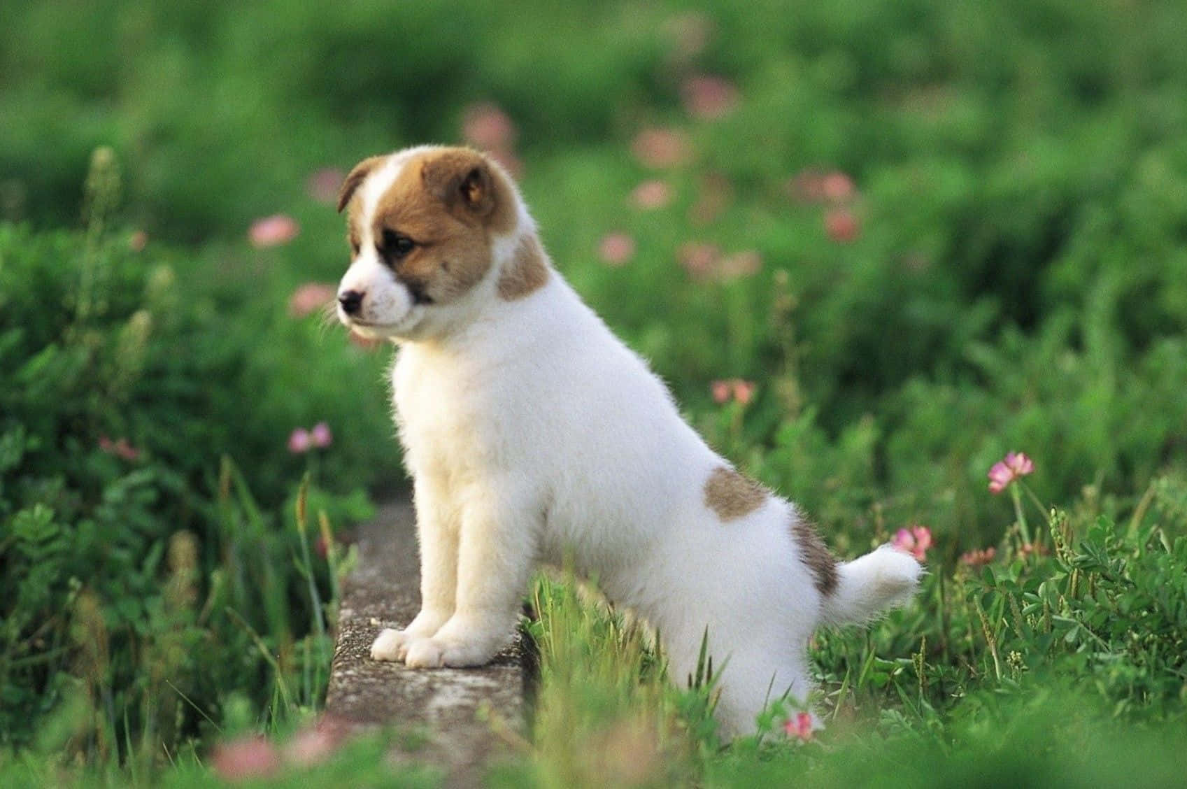 Oulike donsige hond wat vir die kamera poseer Muurpapier