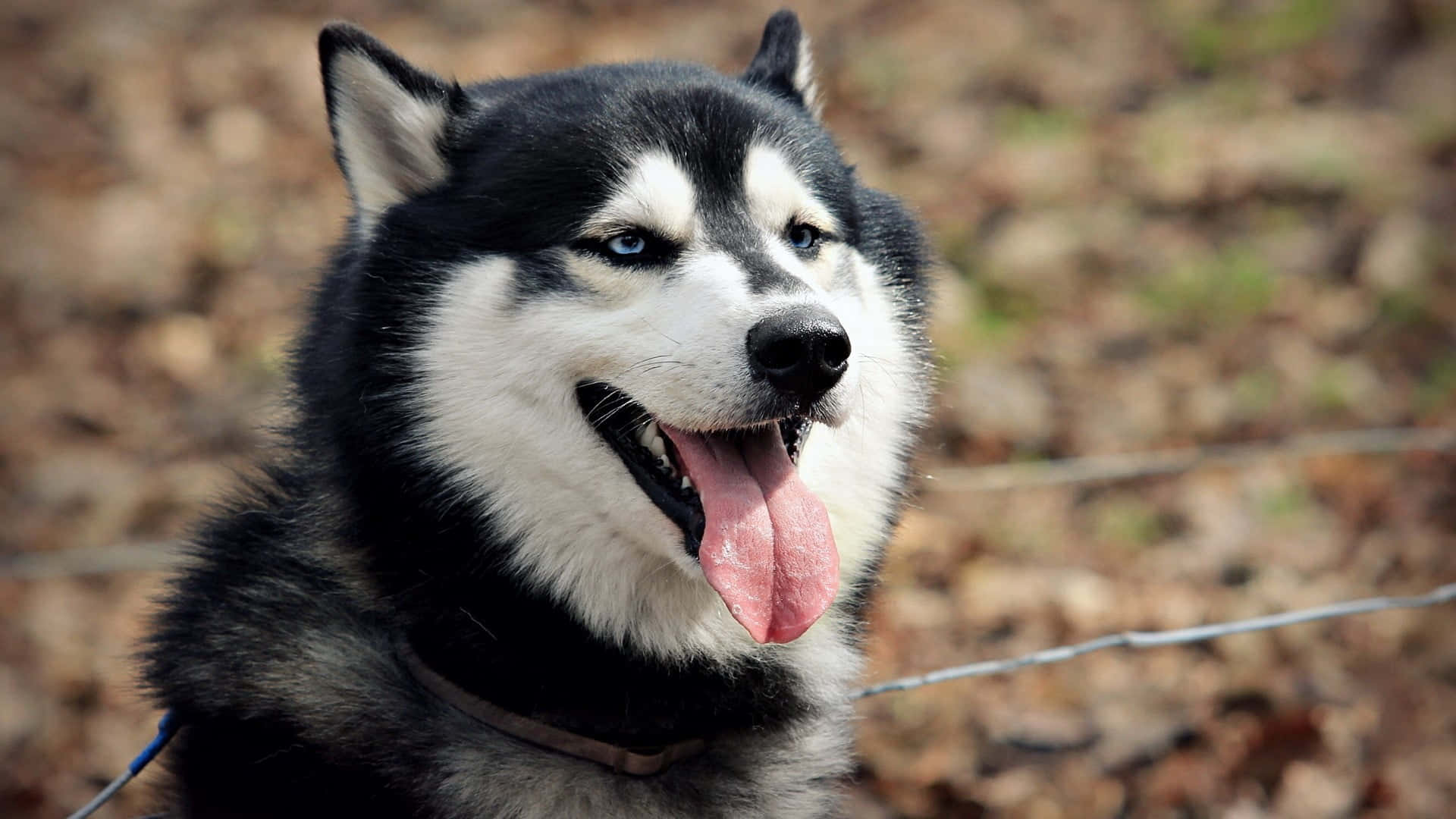 Oulike En Donsige Siberiese Husky Muurpapier