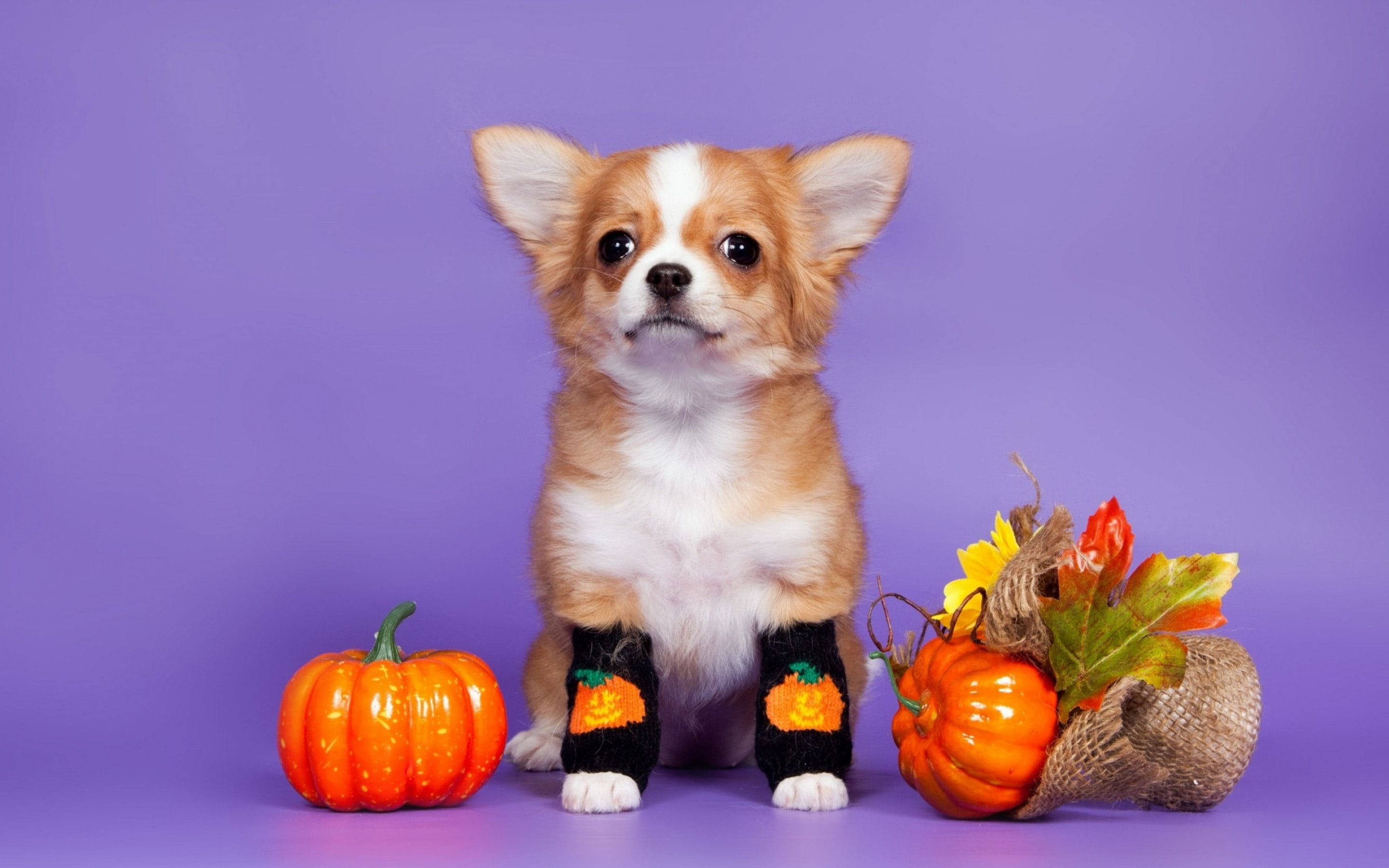 Oulike Estetiese Halloween Hond Muurpapier