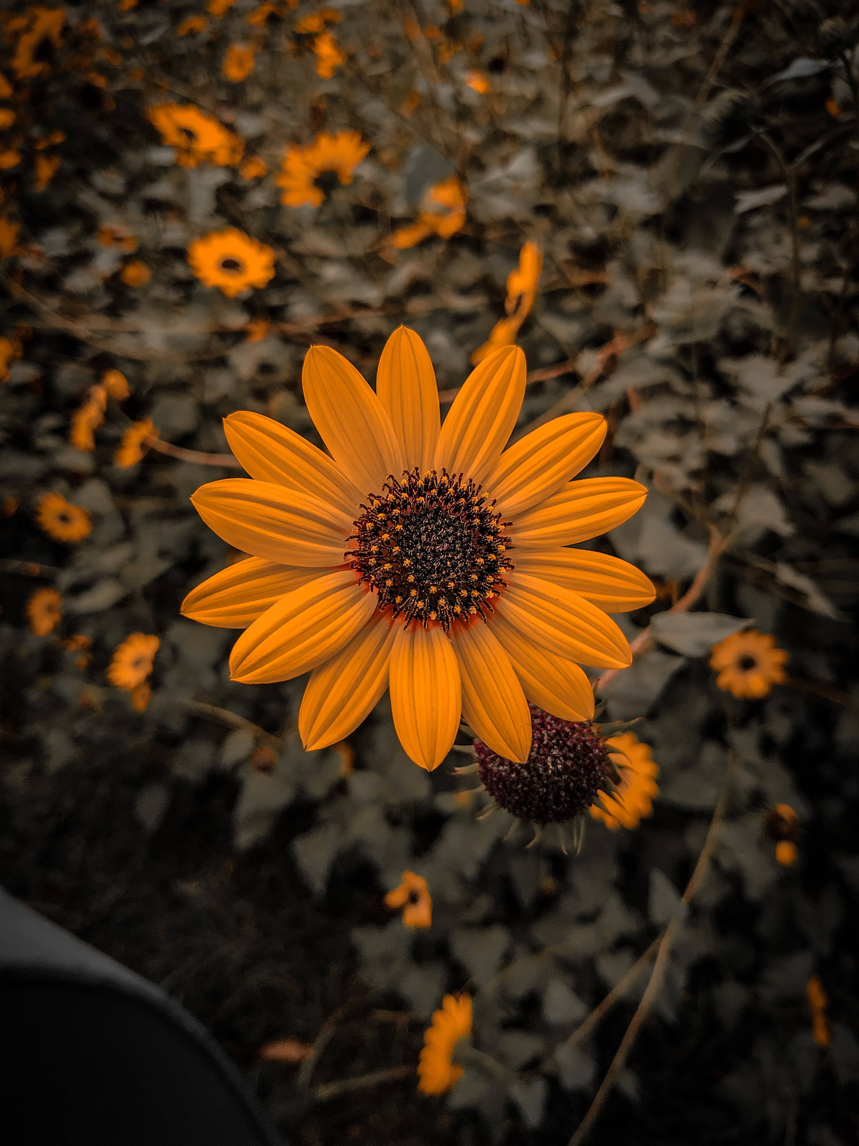 Oulike Gewone Sonneblom iPhone X Natuur Muurpapier