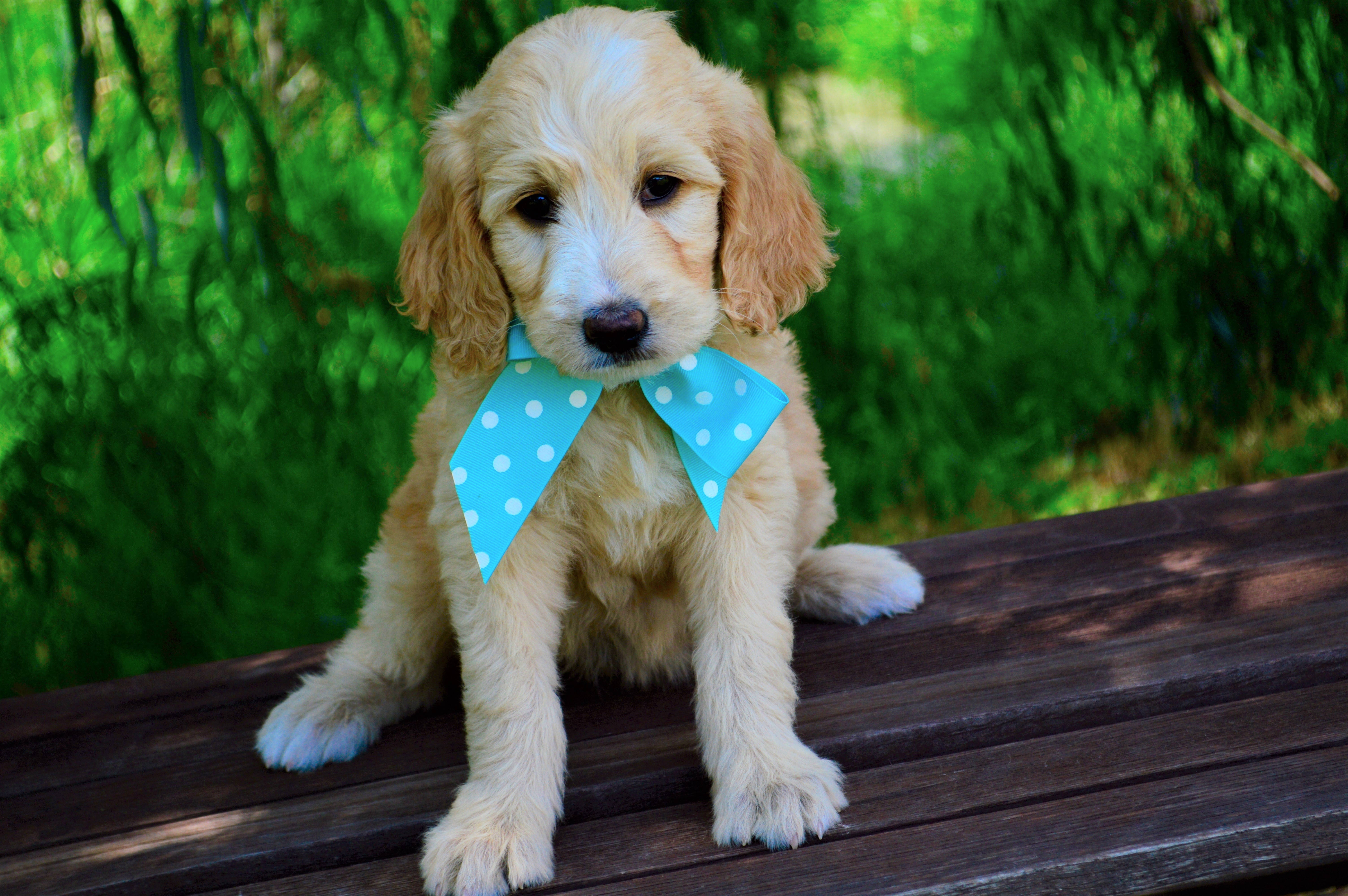 Oulike Goldendoodle-hondjie met strikdas Muurpapier