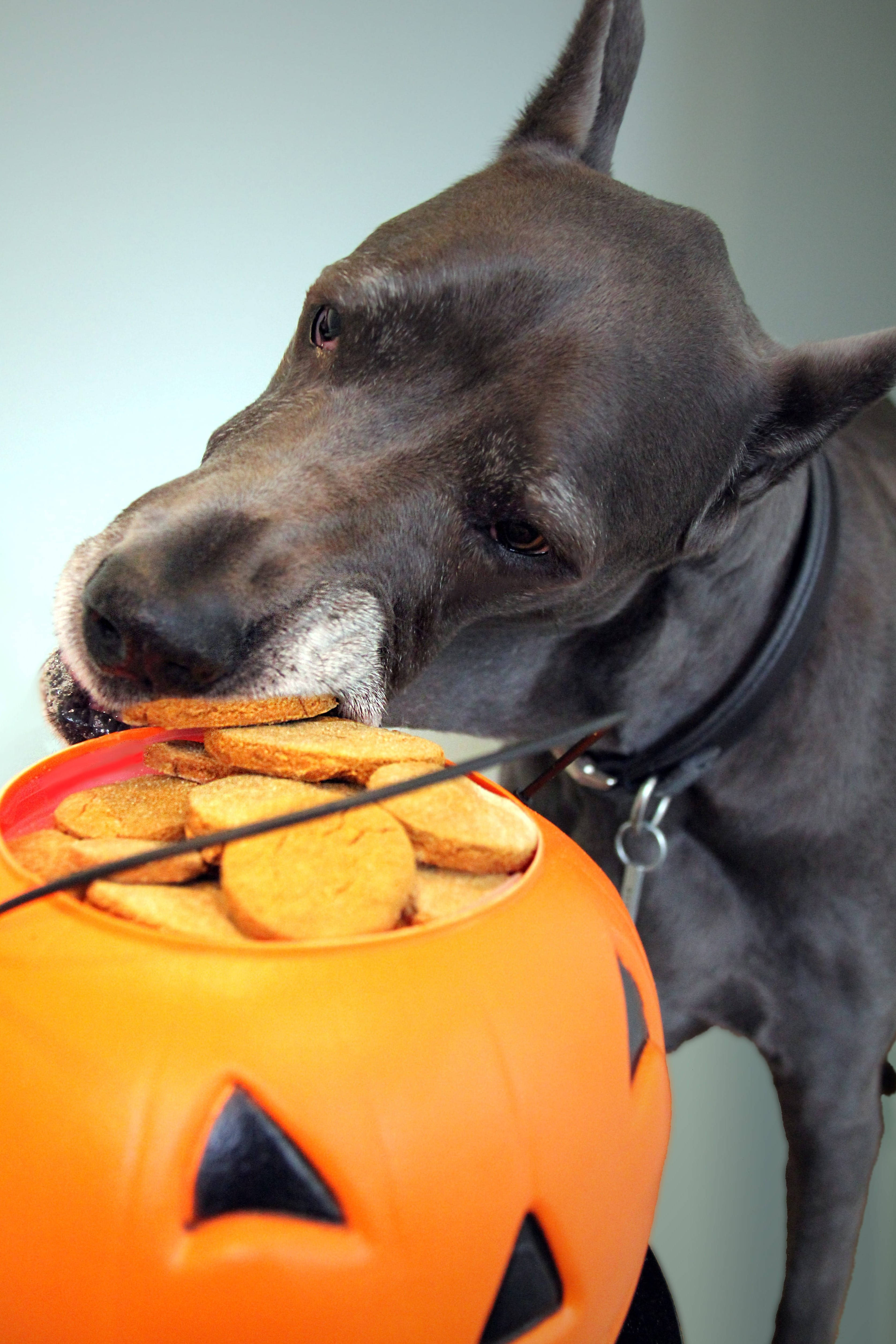 Oulike Halloween Groot Deense Hond Muurpapier