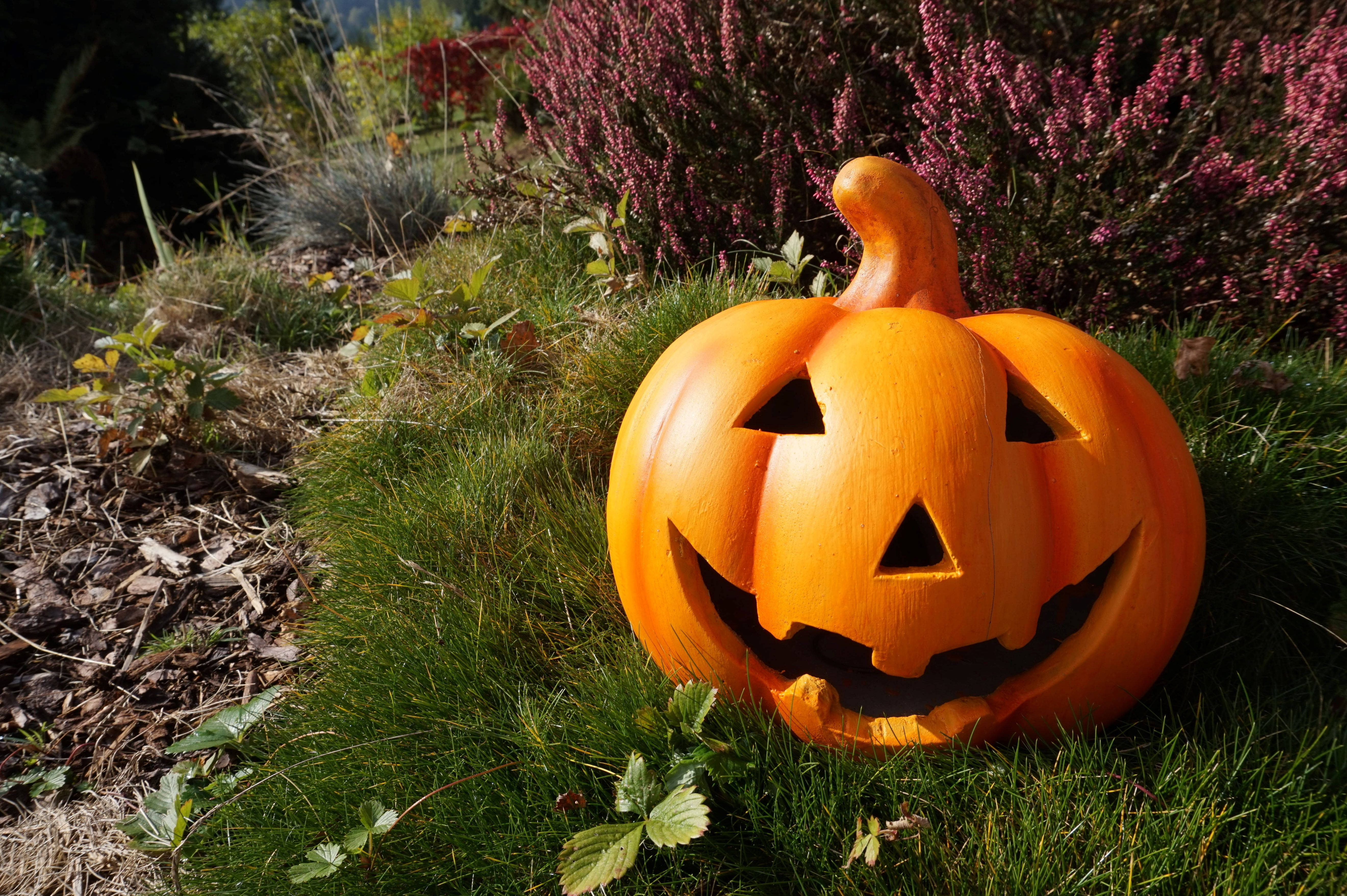 Oulike Halloween Pampoen Onder die Son Muurpapier