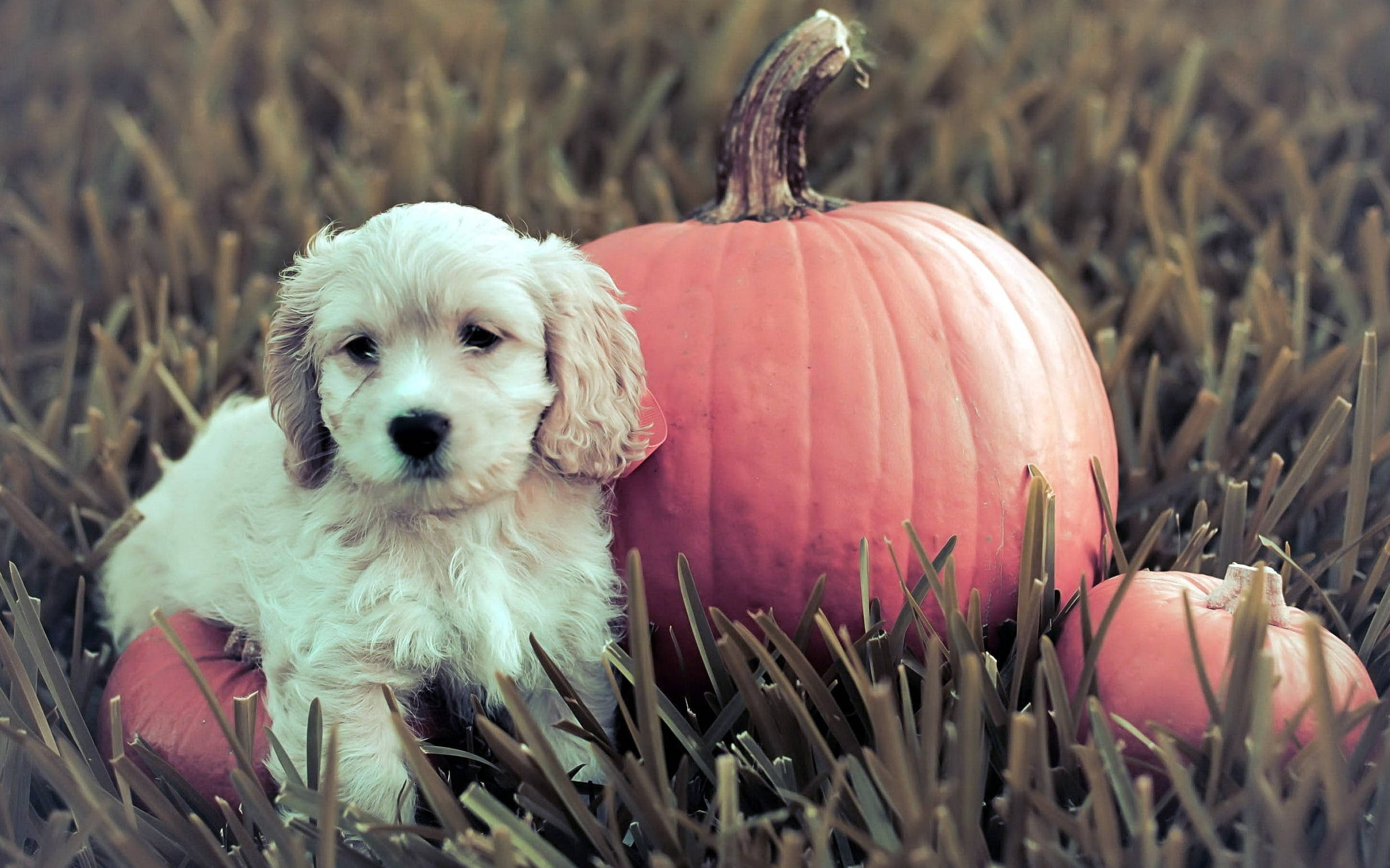 Oulike Halloween Pampoen Naby Hondjie Muurpapier