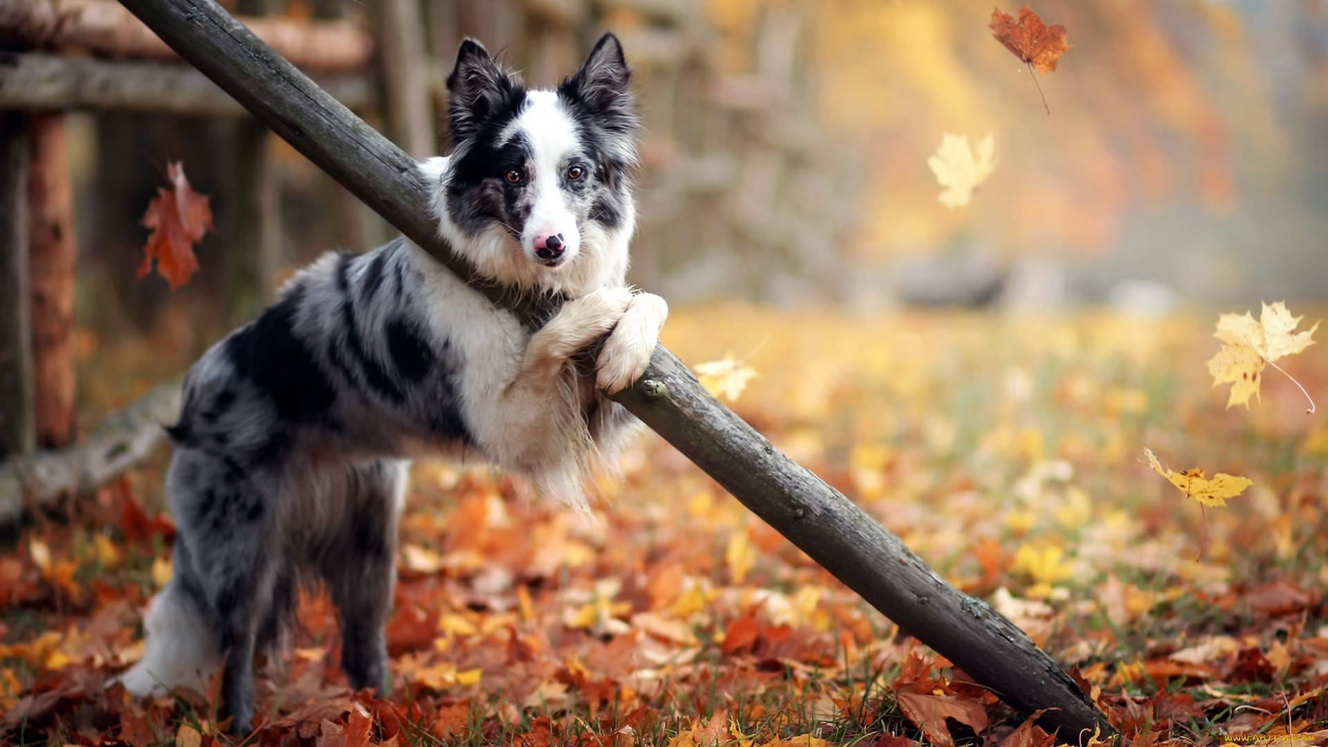 Oulike Herfs Hond Muurpapier