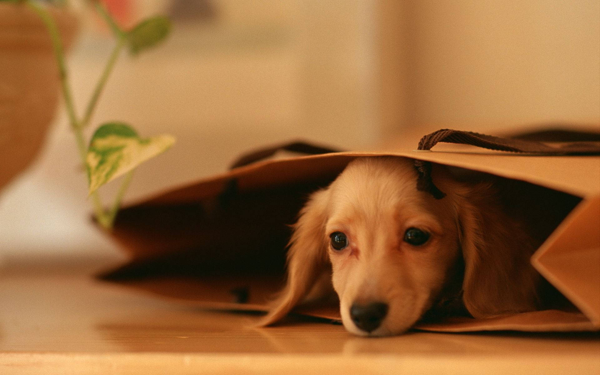 Oulike Hond Binne Bruin Sak Muurpapier