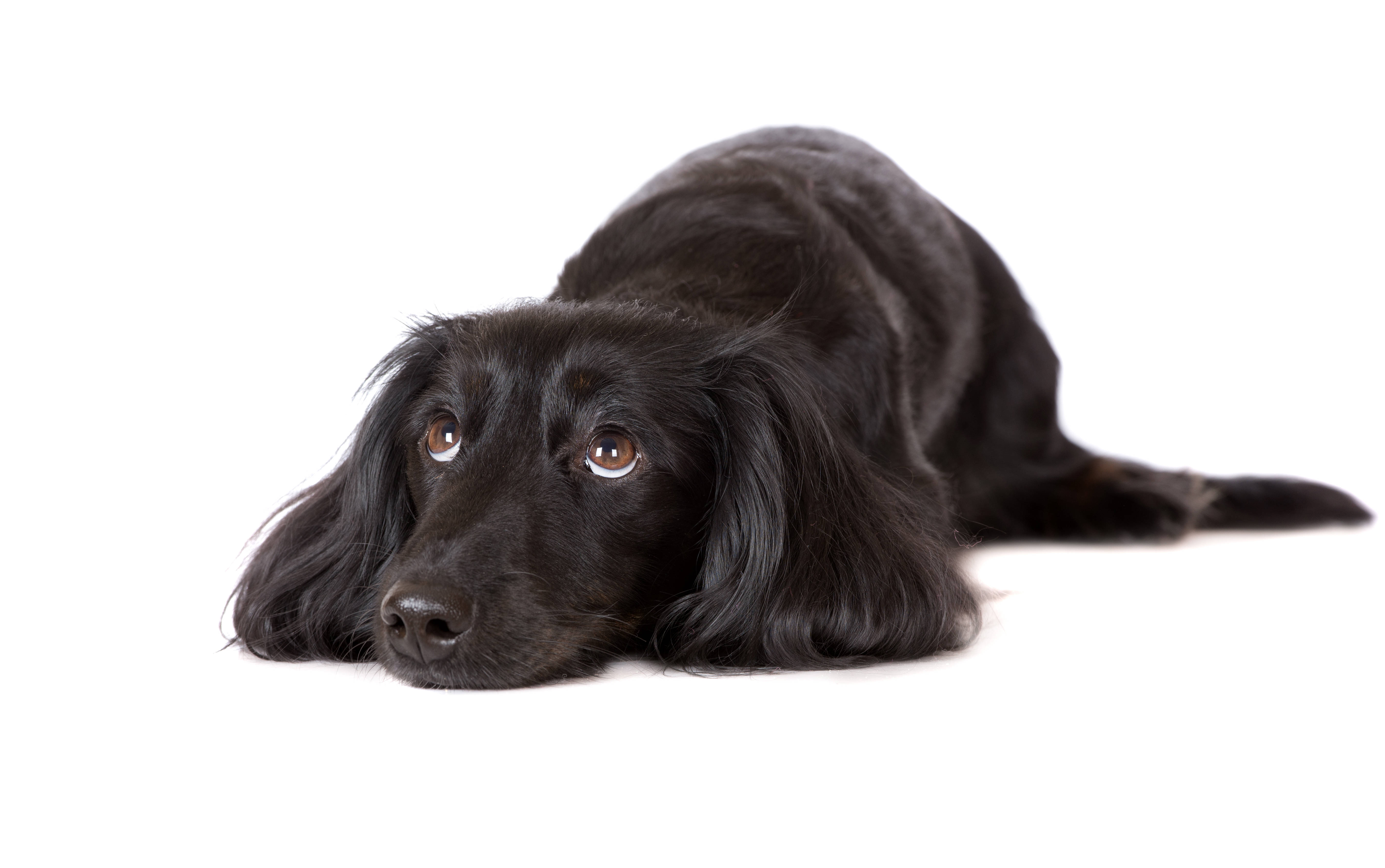 Oulike Hond Flat-Coated Retriever Muurpapier