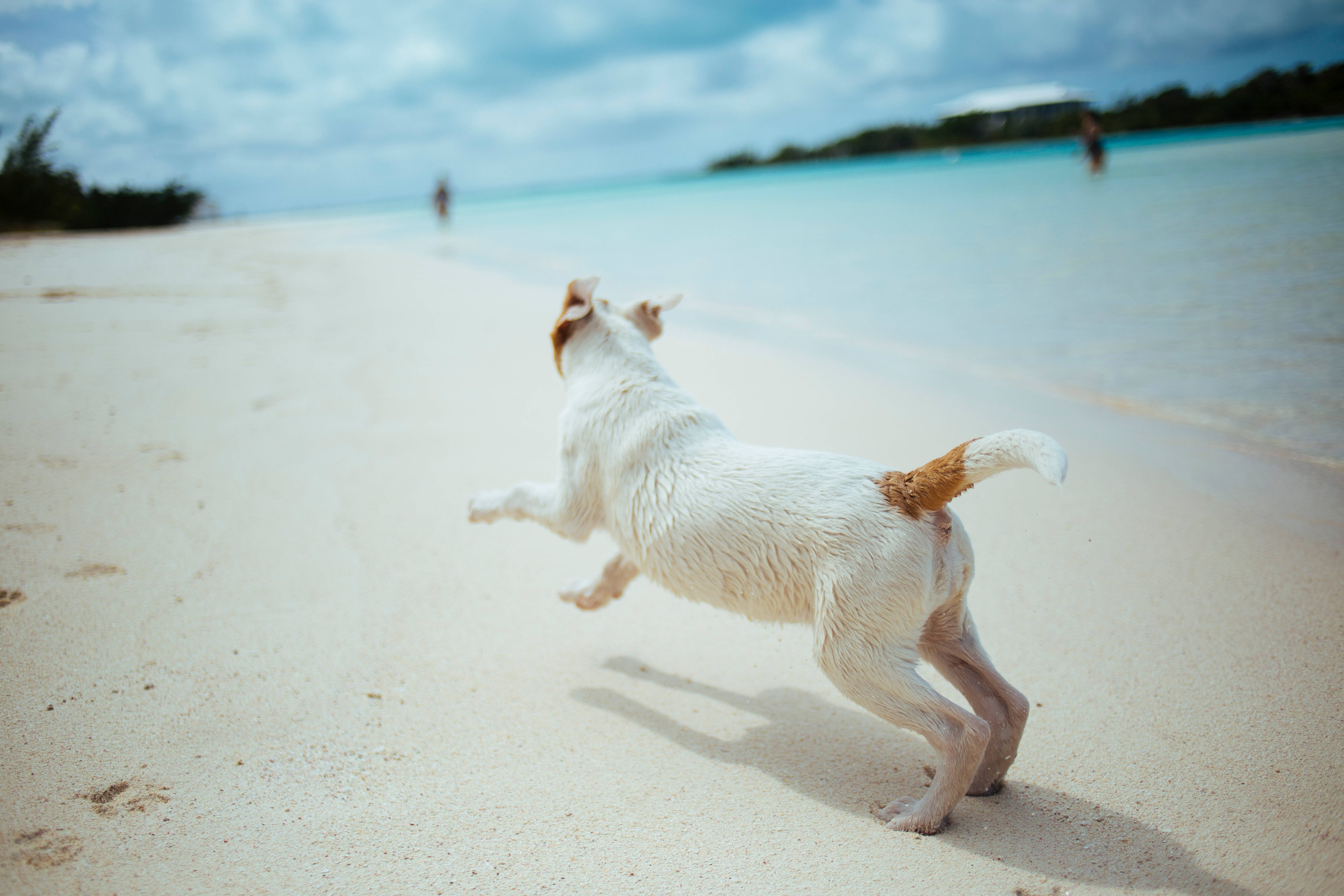 Oulike Hond Hardloop Op Die Strand Muurpapier