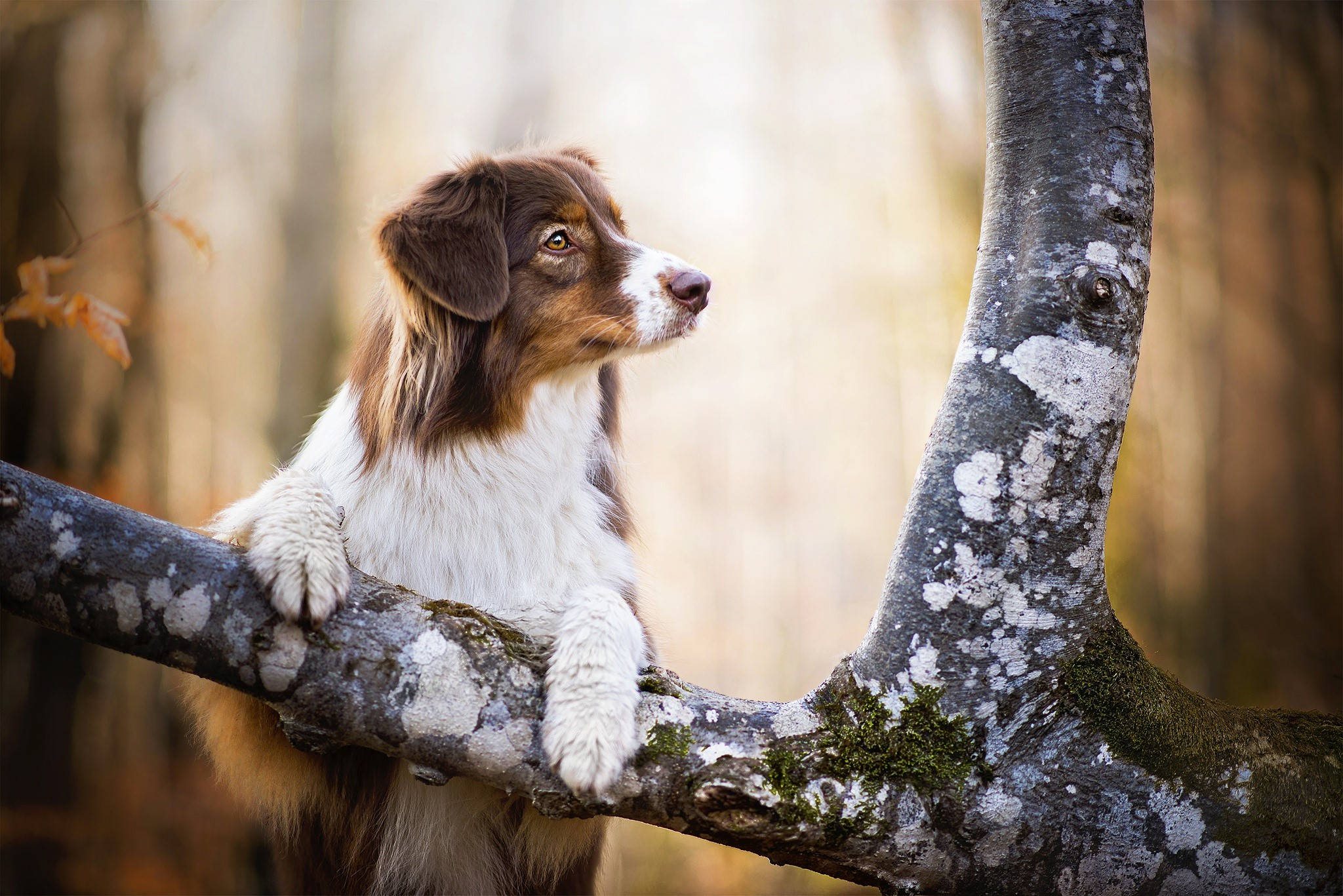 Oulike Hond Klim Op Boom Muurpapier