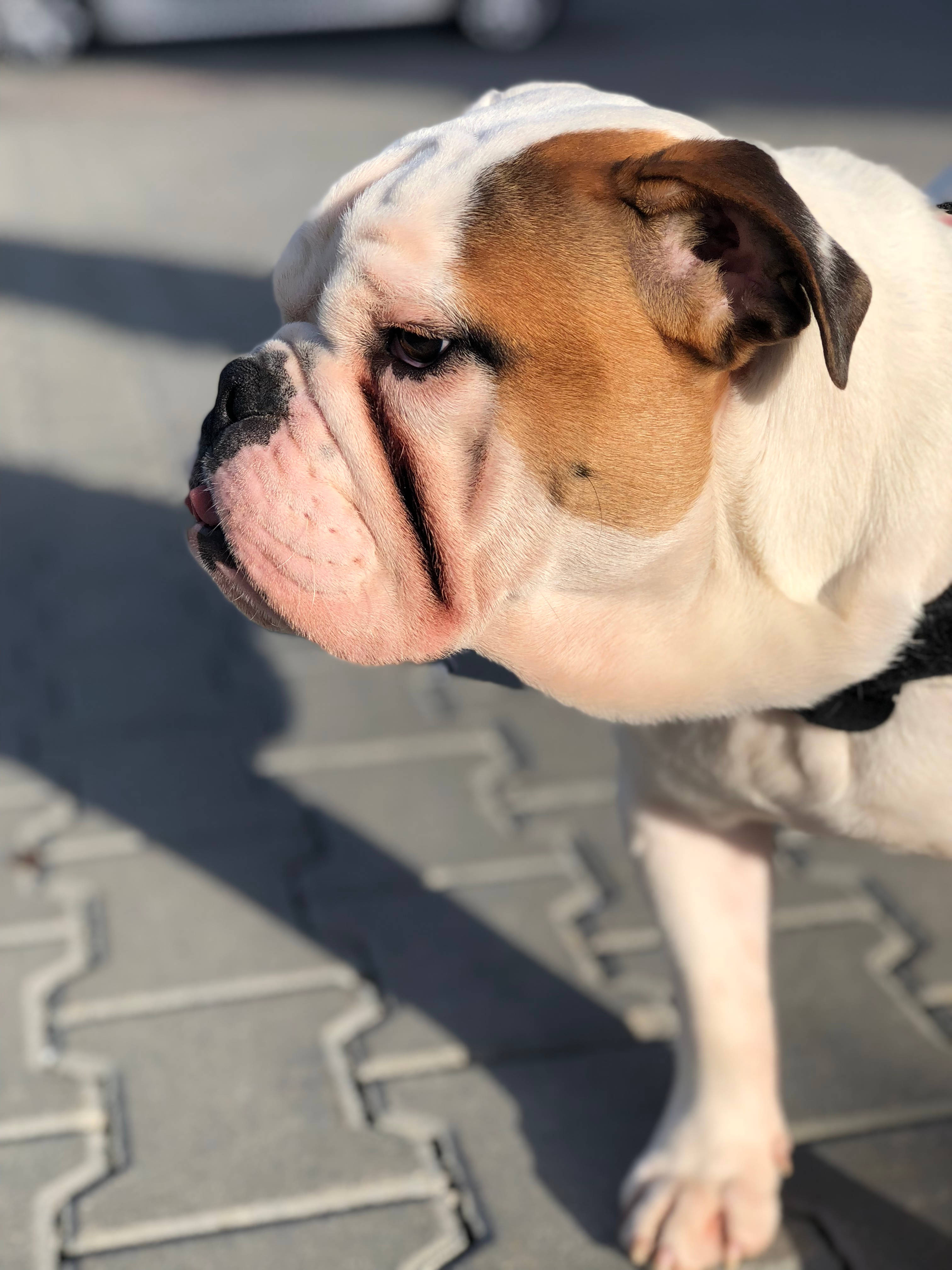 Oulike Hond Knorrig Onder die Son Muurpapier