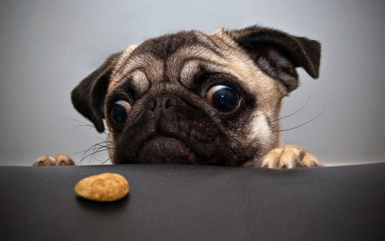 Oulike Hond Kyk na Nekkie Muurpapier