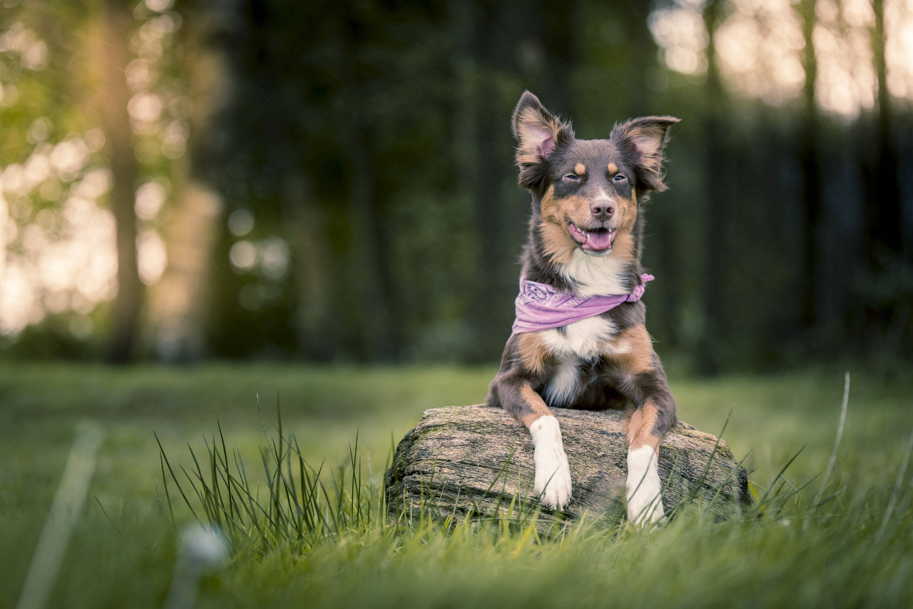Oulike Hond met Pers Serp Muurpapier