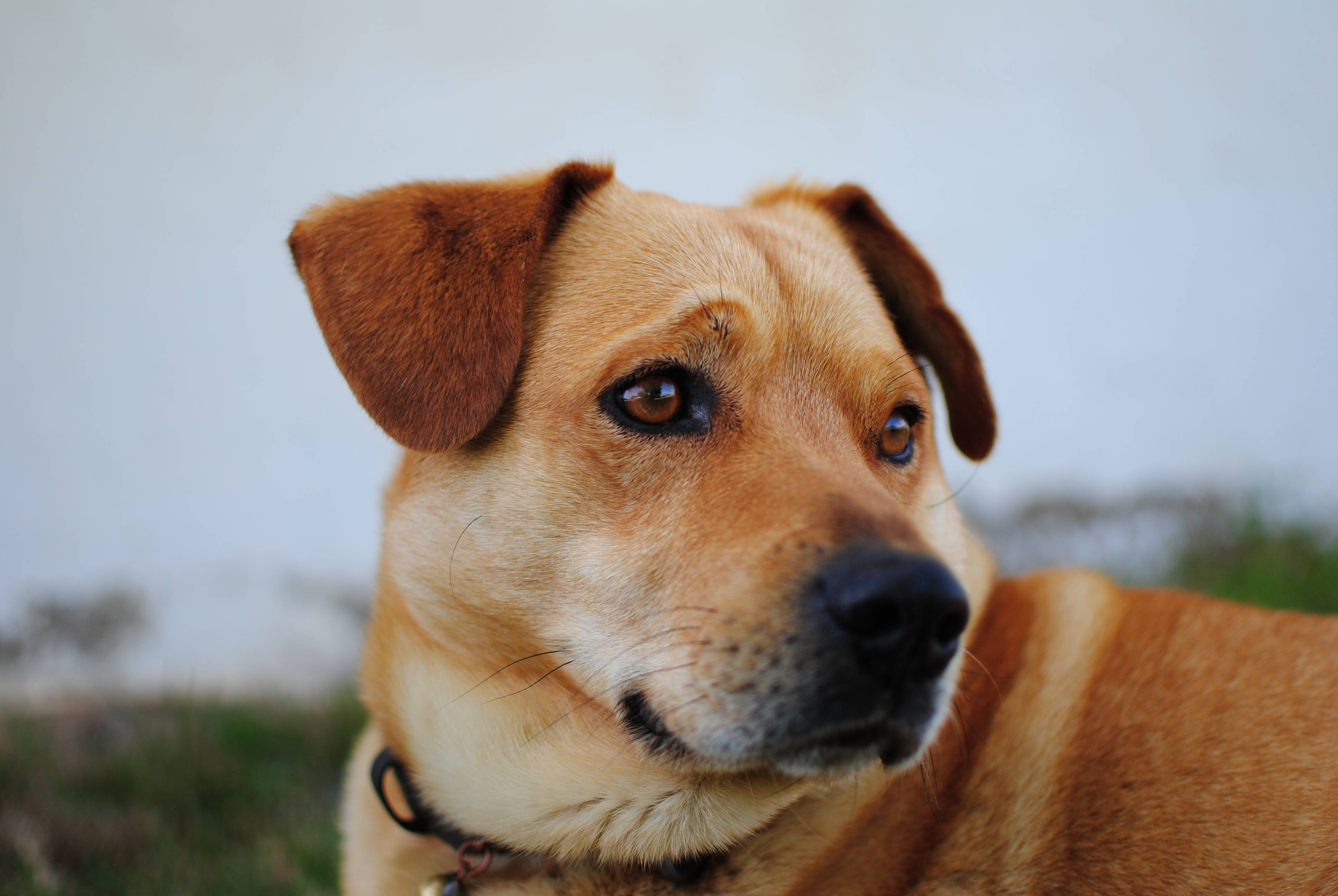Oulike Hond Oostenrykse Pinscher Muurpapier