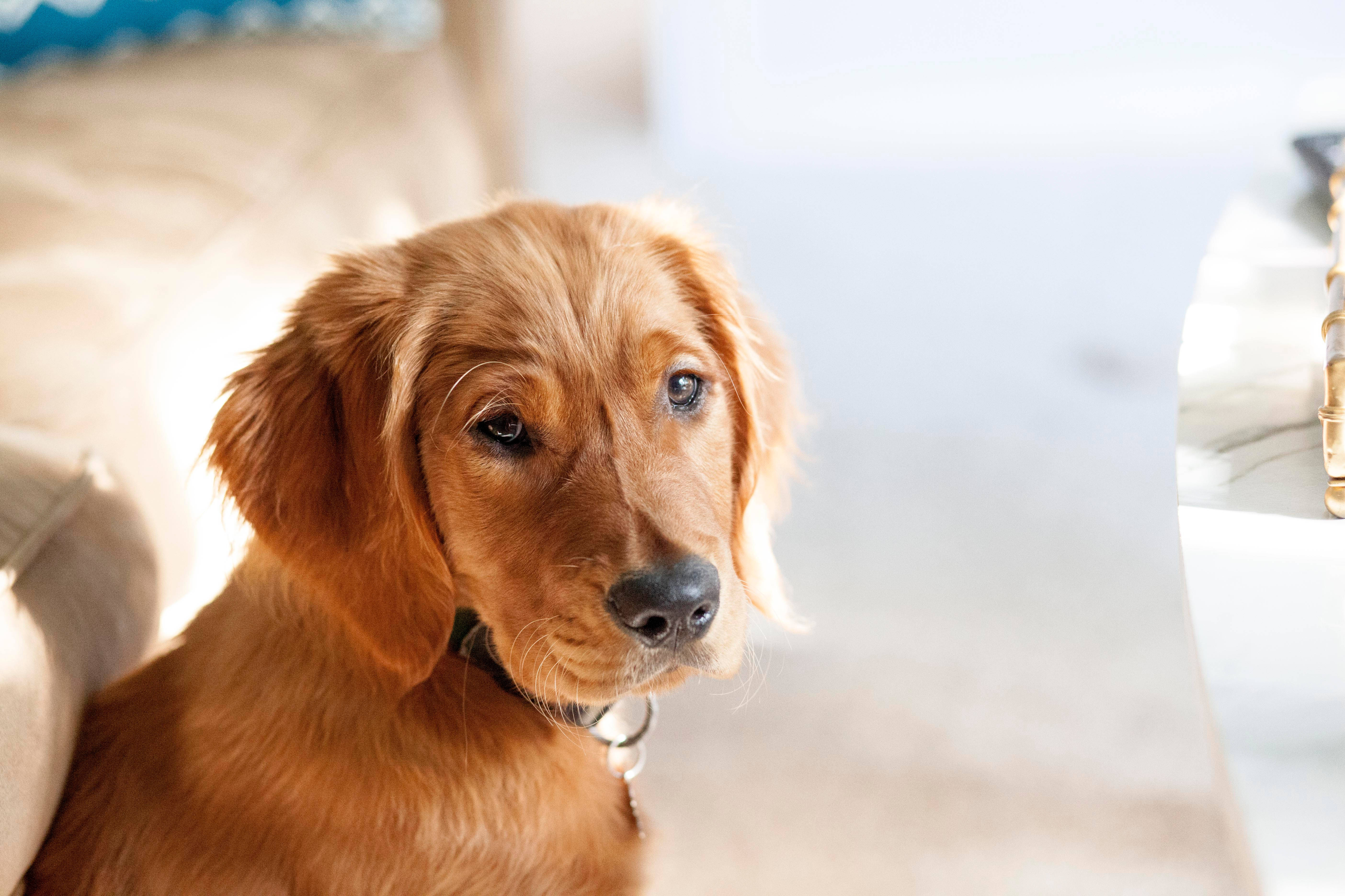 Oulike Hond Op Die Vloer Muurpapier