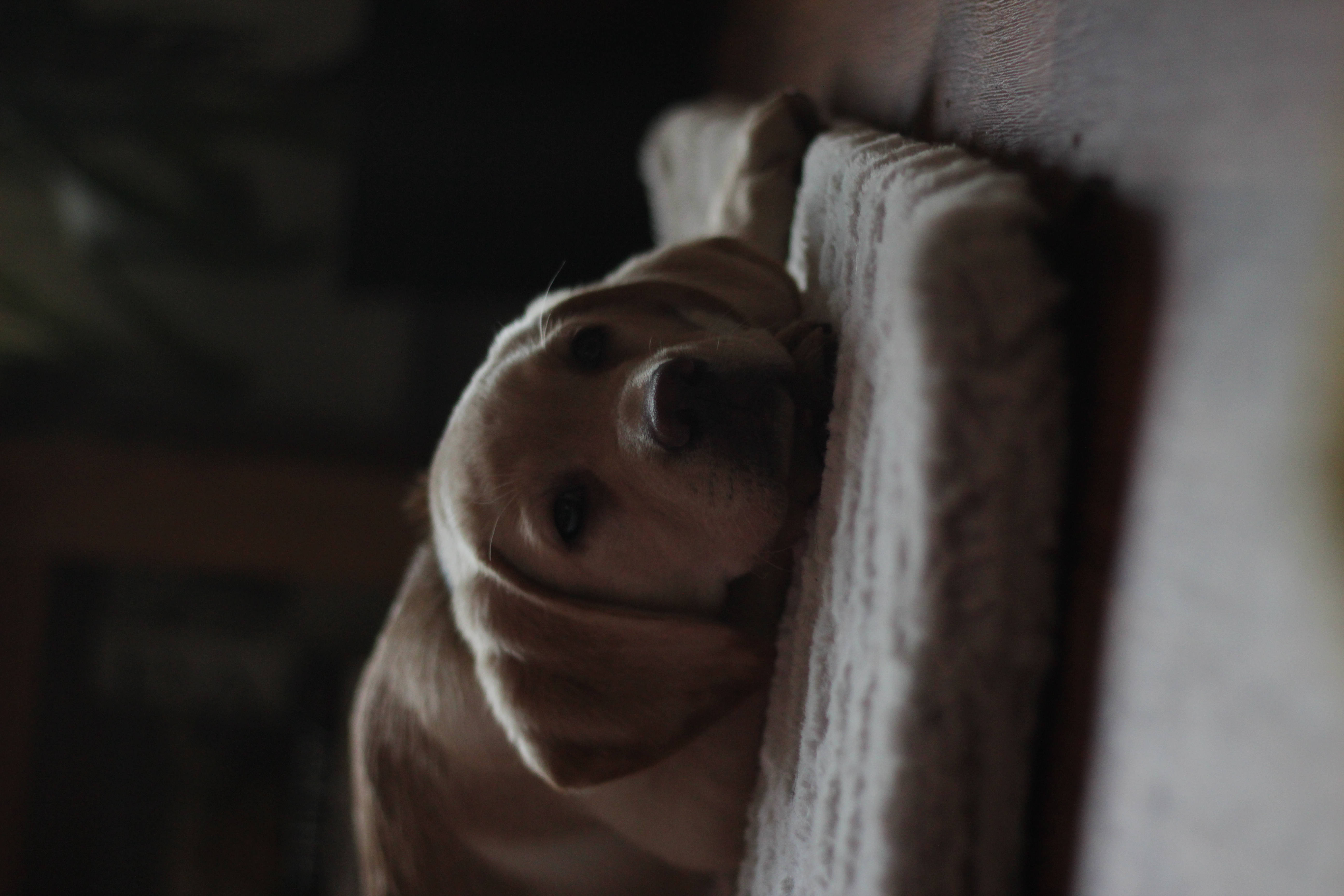 Oulike Hond Op Wit Kussing Muurpapier