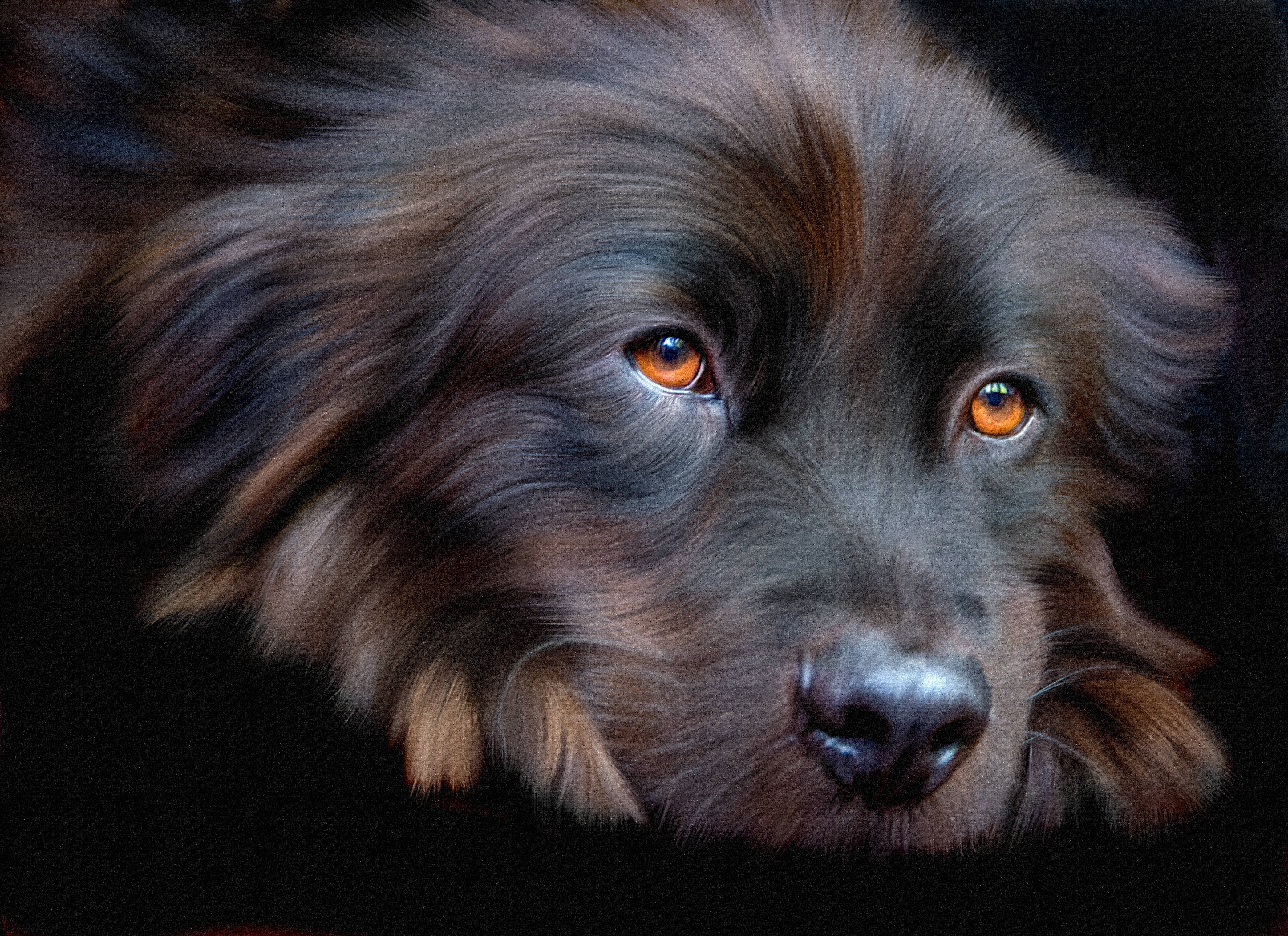 Oulike Hond Oranje Oë Muurpapier