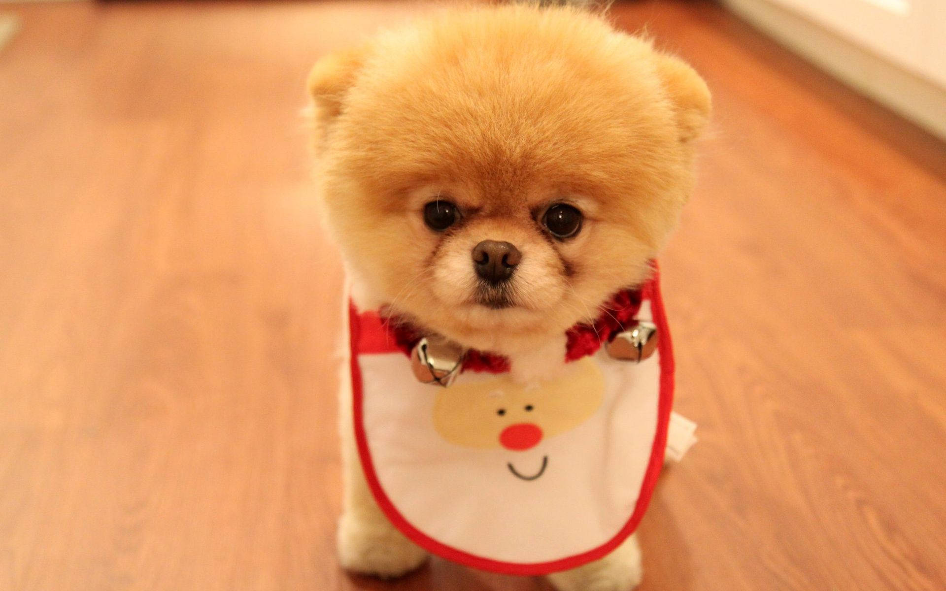 Oulike Hond Pomeranian Kersfees Bib Muurpapier