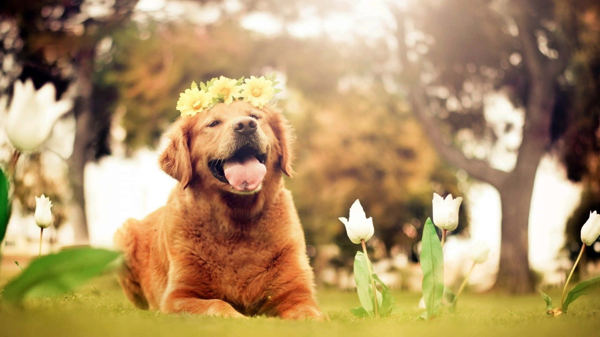 Oulike Hond wat Sontyd Luier Muurpapier