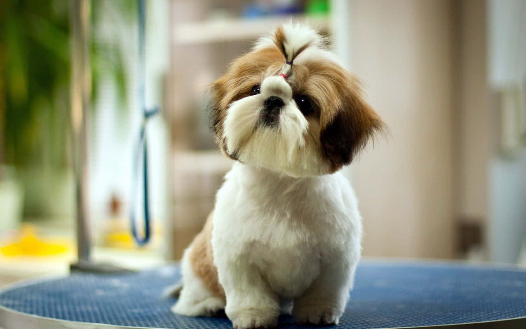 Oulike Hond wat Buitelug Poseer Muurpapier