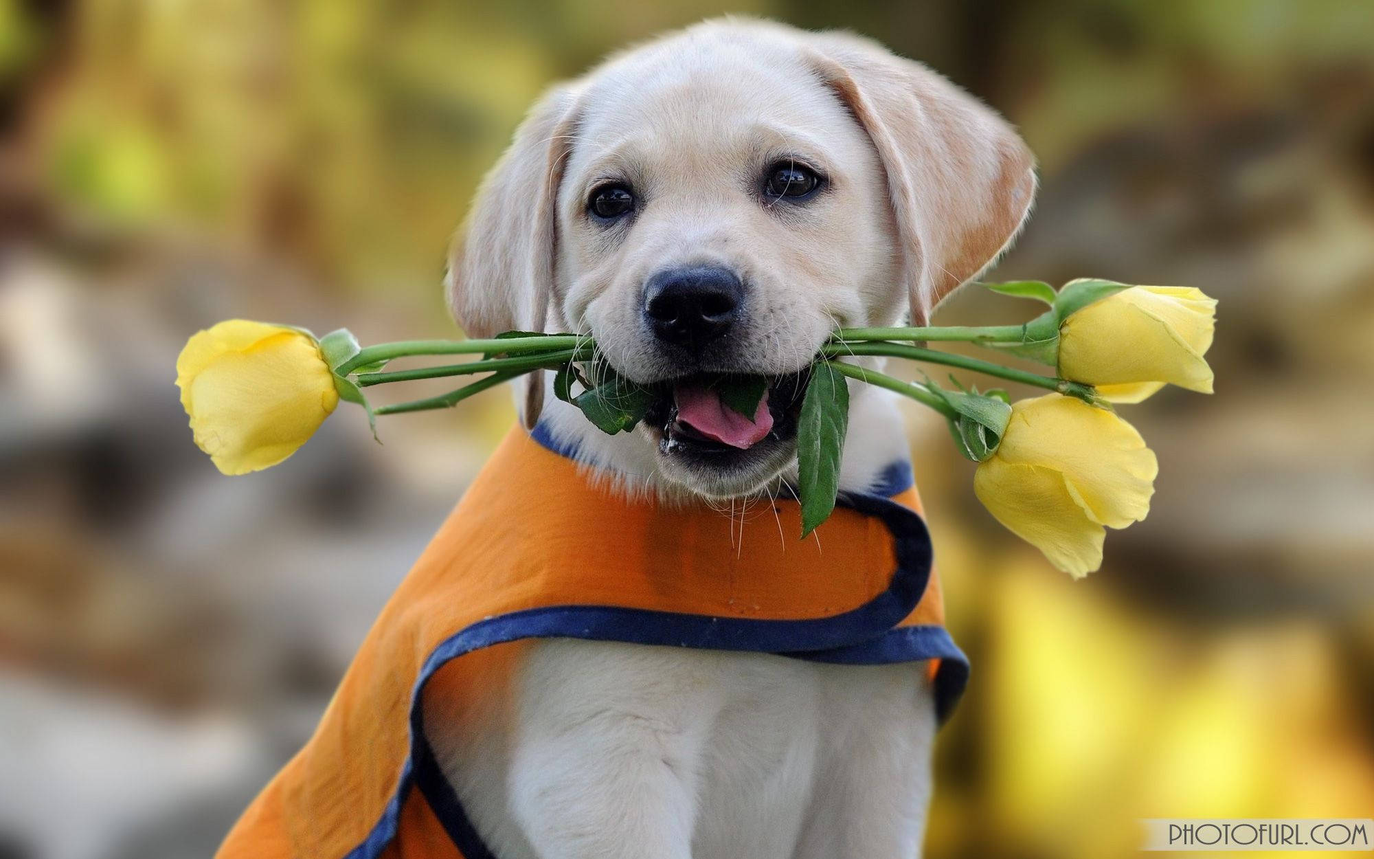 Oulike Hond wat Tulpe Byt Muurpapier