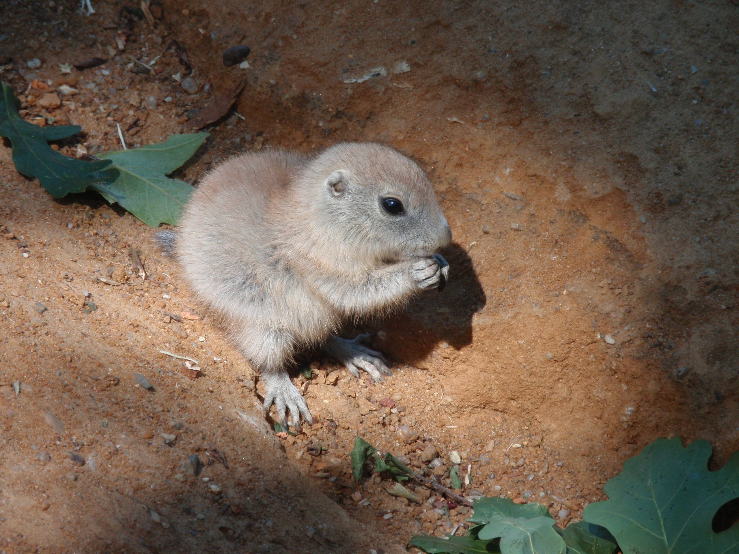 Oulike Hondbaba Prairiedog Muurpapier