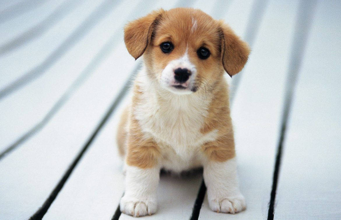Oulike Honde Corgi Nuuskierig Muurpapier