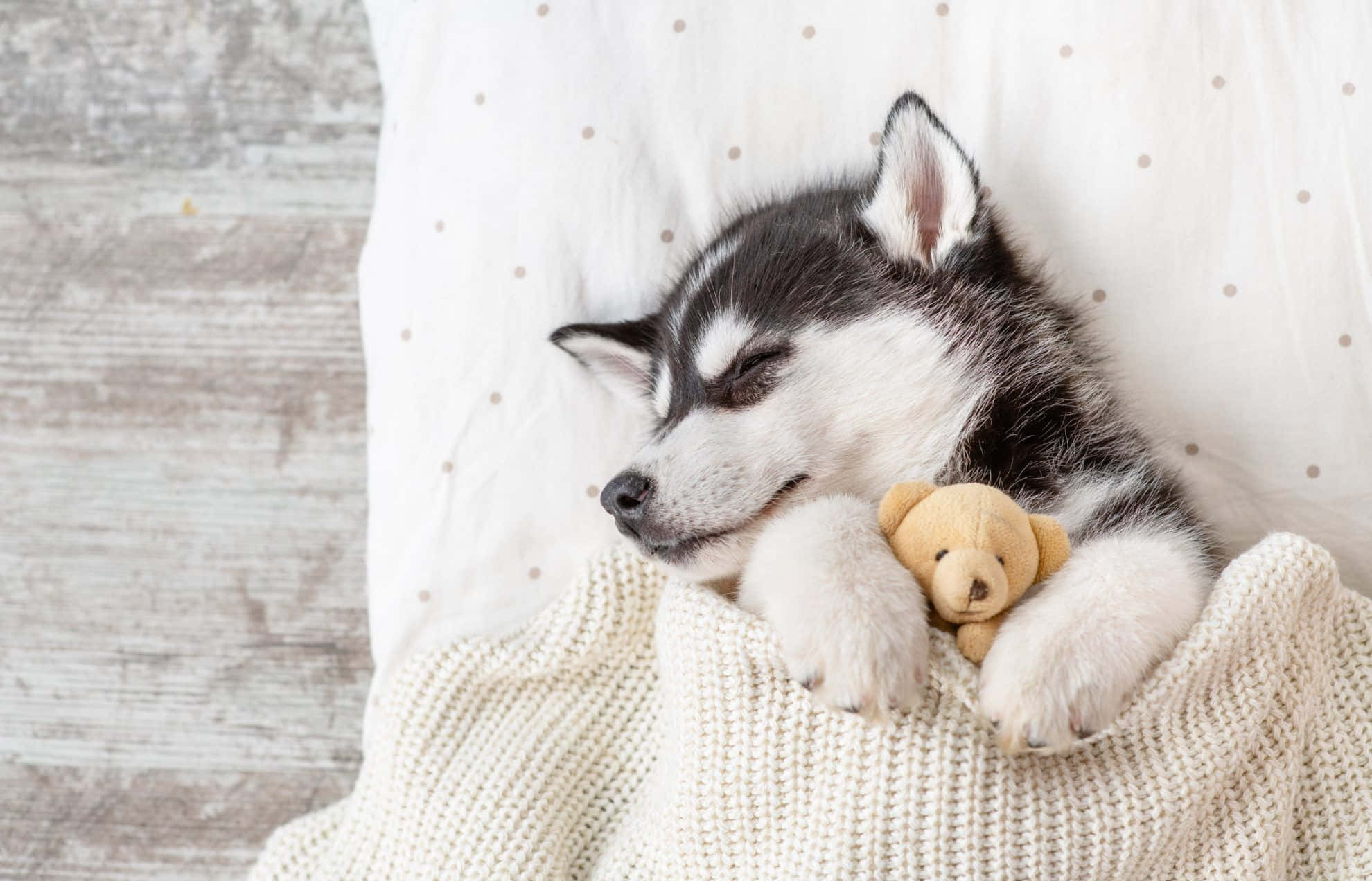 Oulike Husky-hondjie wat saam met Teddy slaap Muurpapier