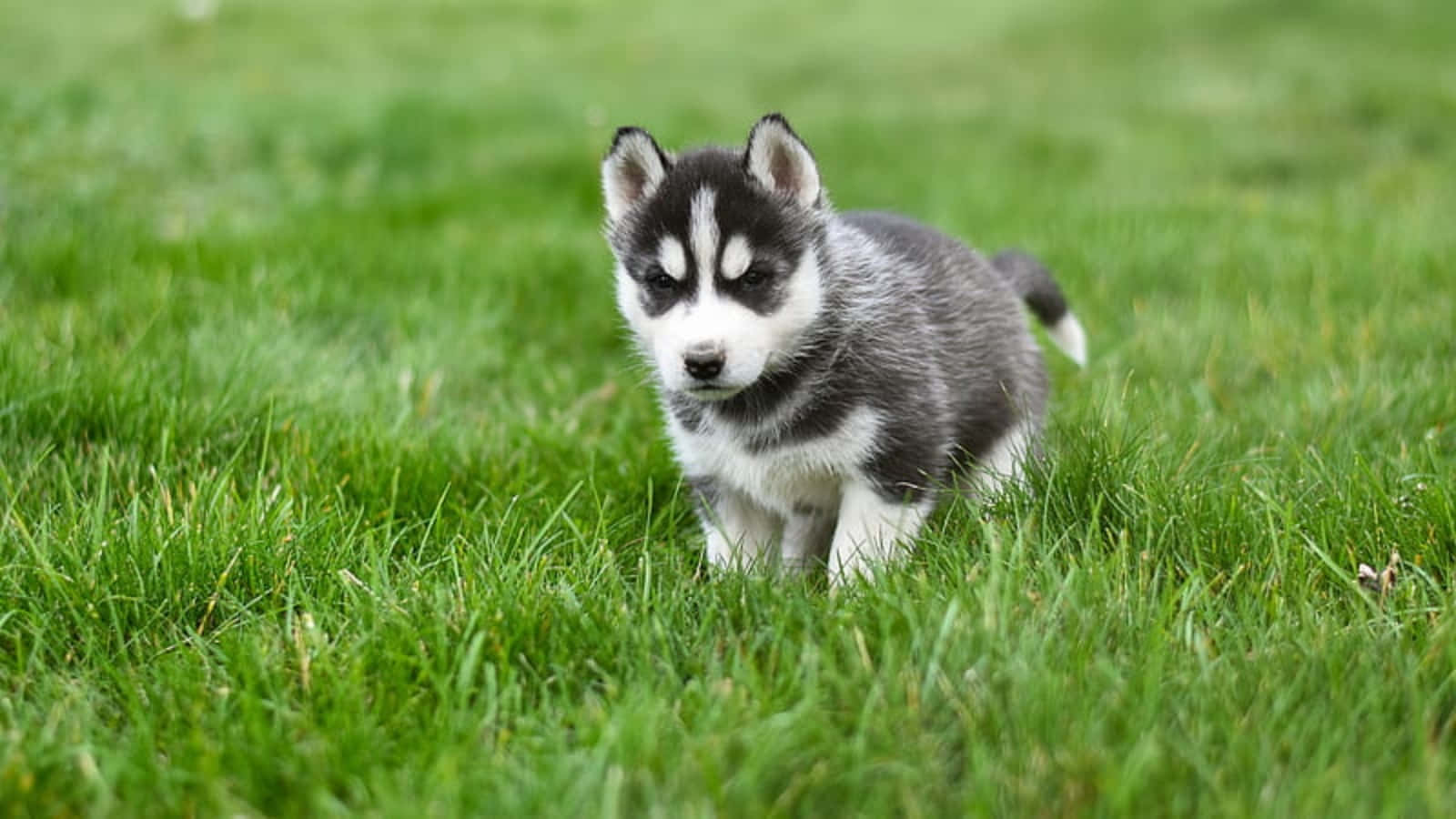 Oulike Husky Hondjie wat in die Gras Speel Prent Muurpapier