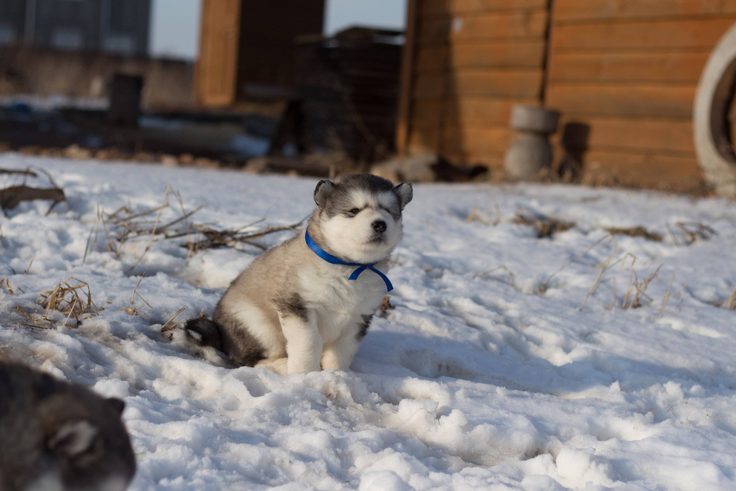 Oulike Husky Met Blou Kraag Muurpapier