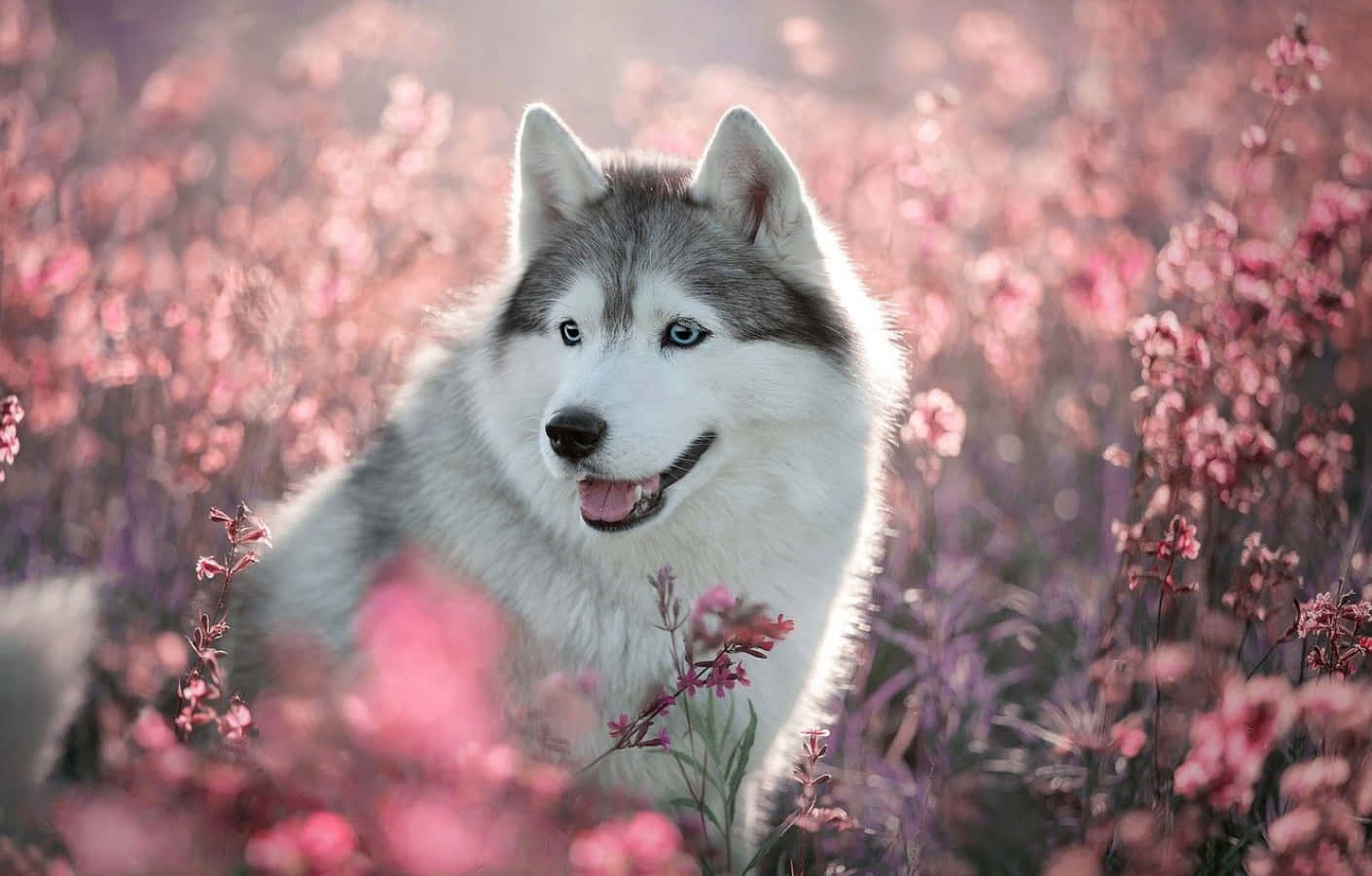 Oulike Husky Met Pienk Blomme Prent Muurpapier