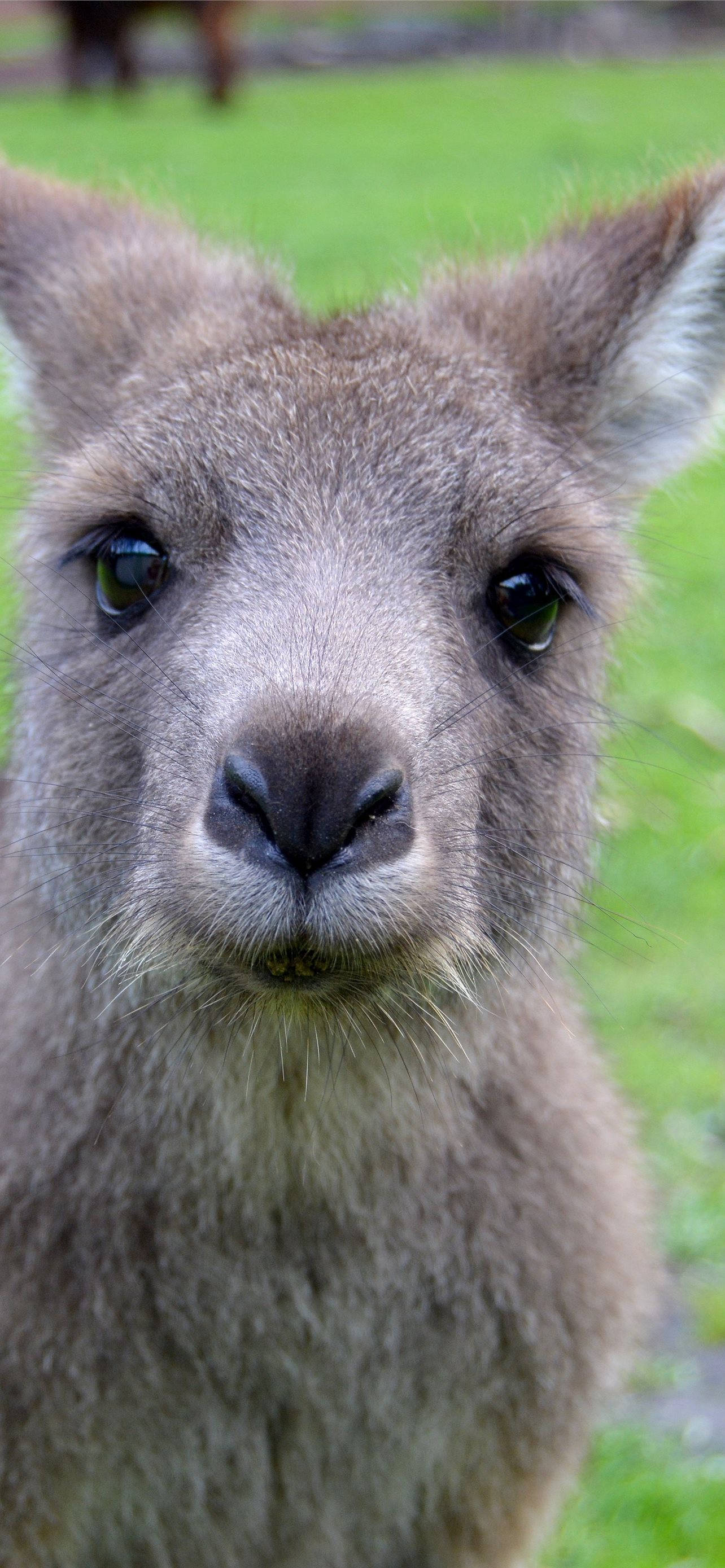 Oulike Kangaroe Selfie Muurpapier