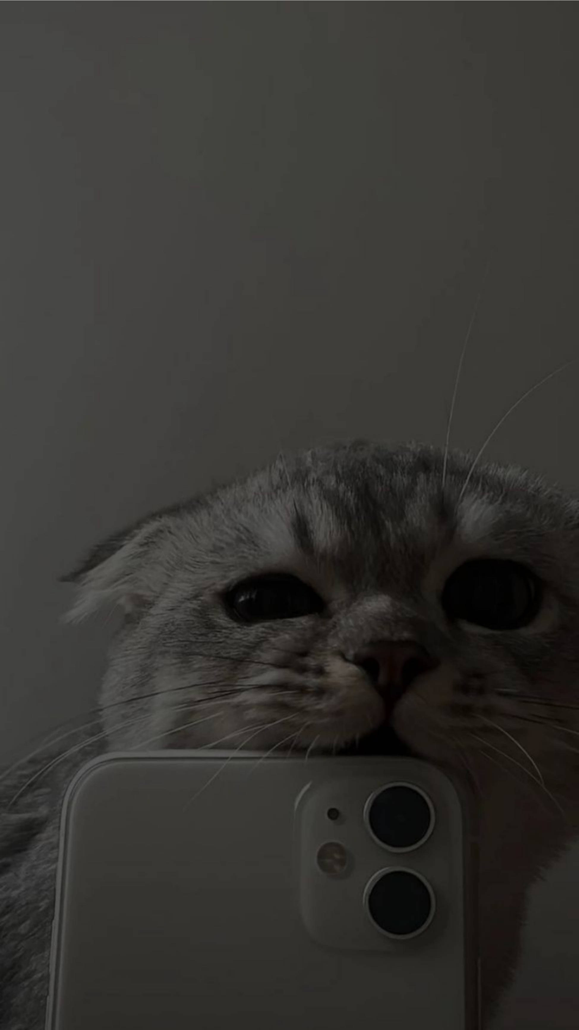 Oulike Kat Estetiese Byt iPhone 11 Muurpapier