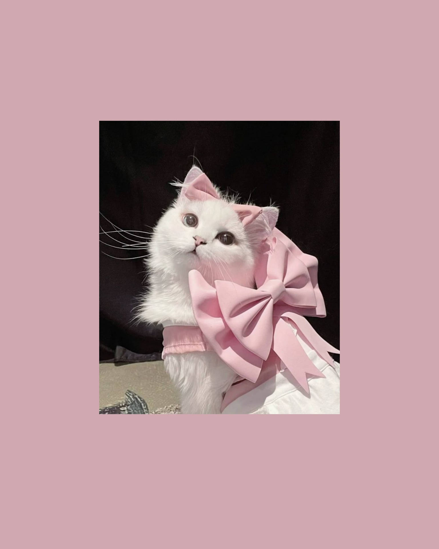 Oulike Kat Estetiek Met Pienk Lint Muurpapier